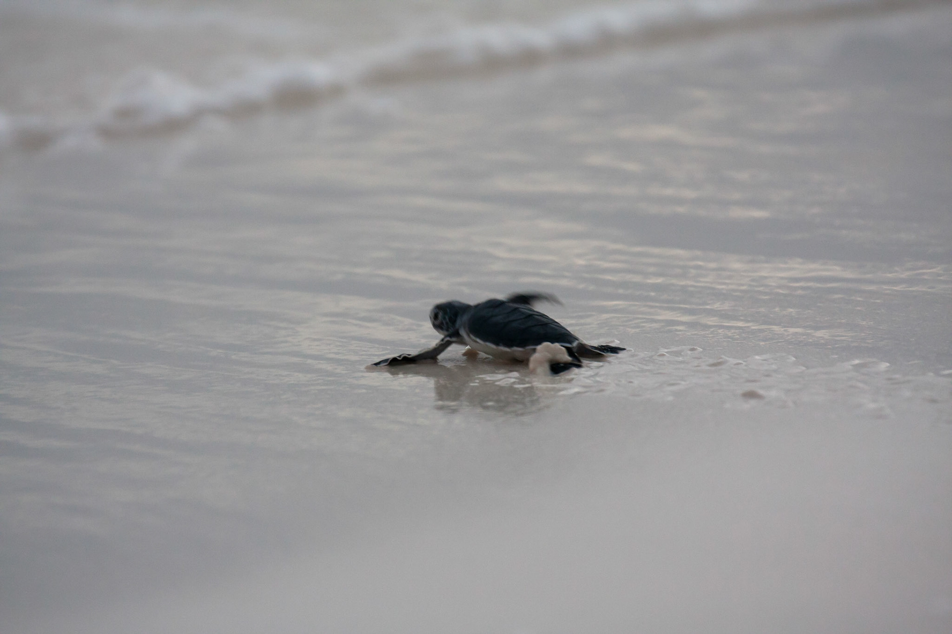 Making it's 1st journey to the sea