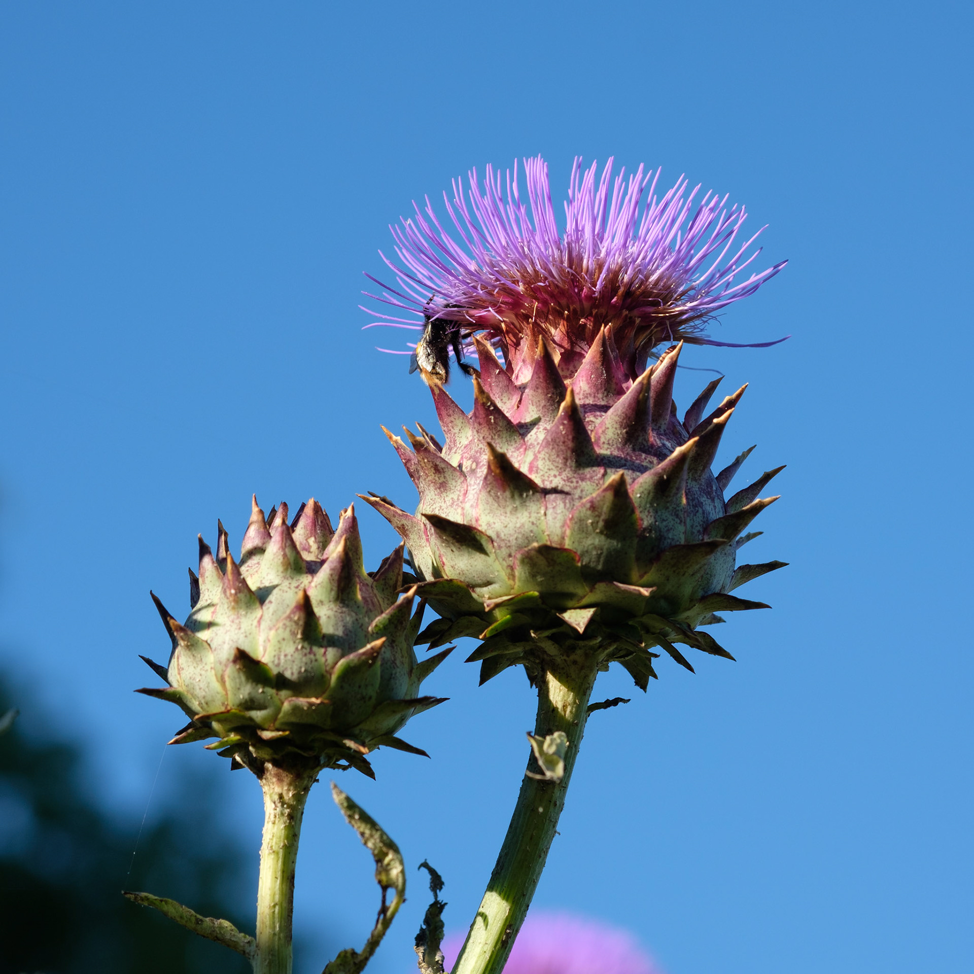 Artichoke flower