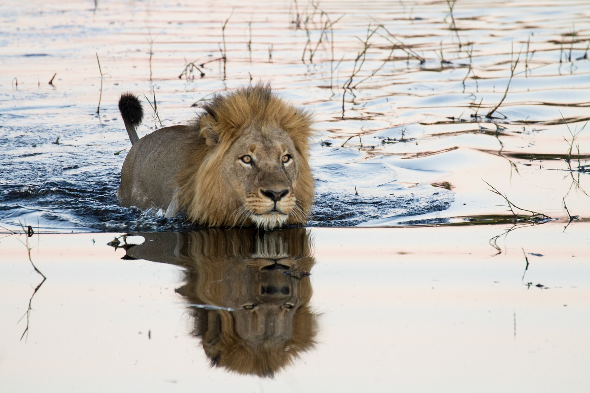 Crossing water is a fact of life in the Okavango Delta