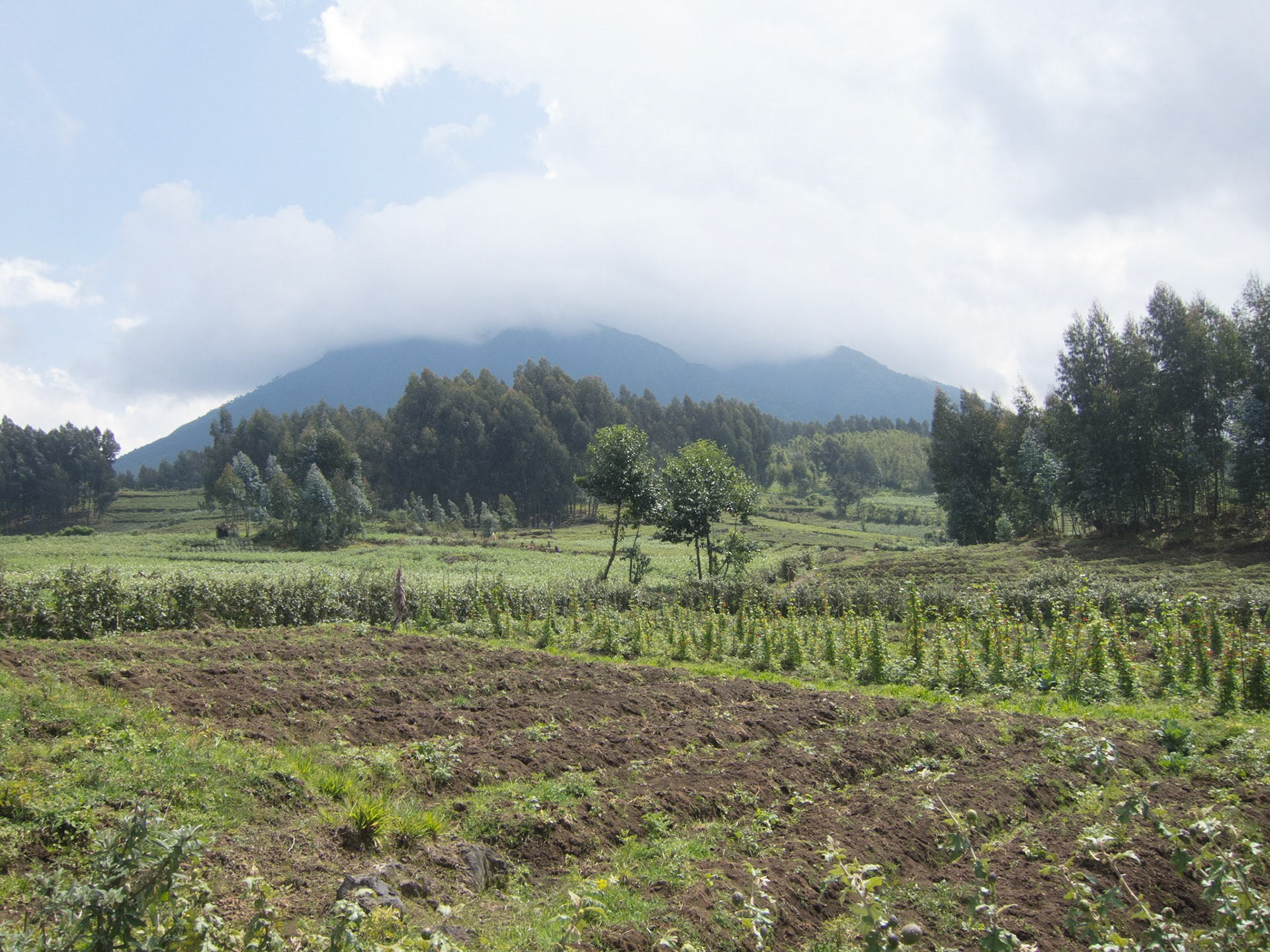 Virunga Mountains