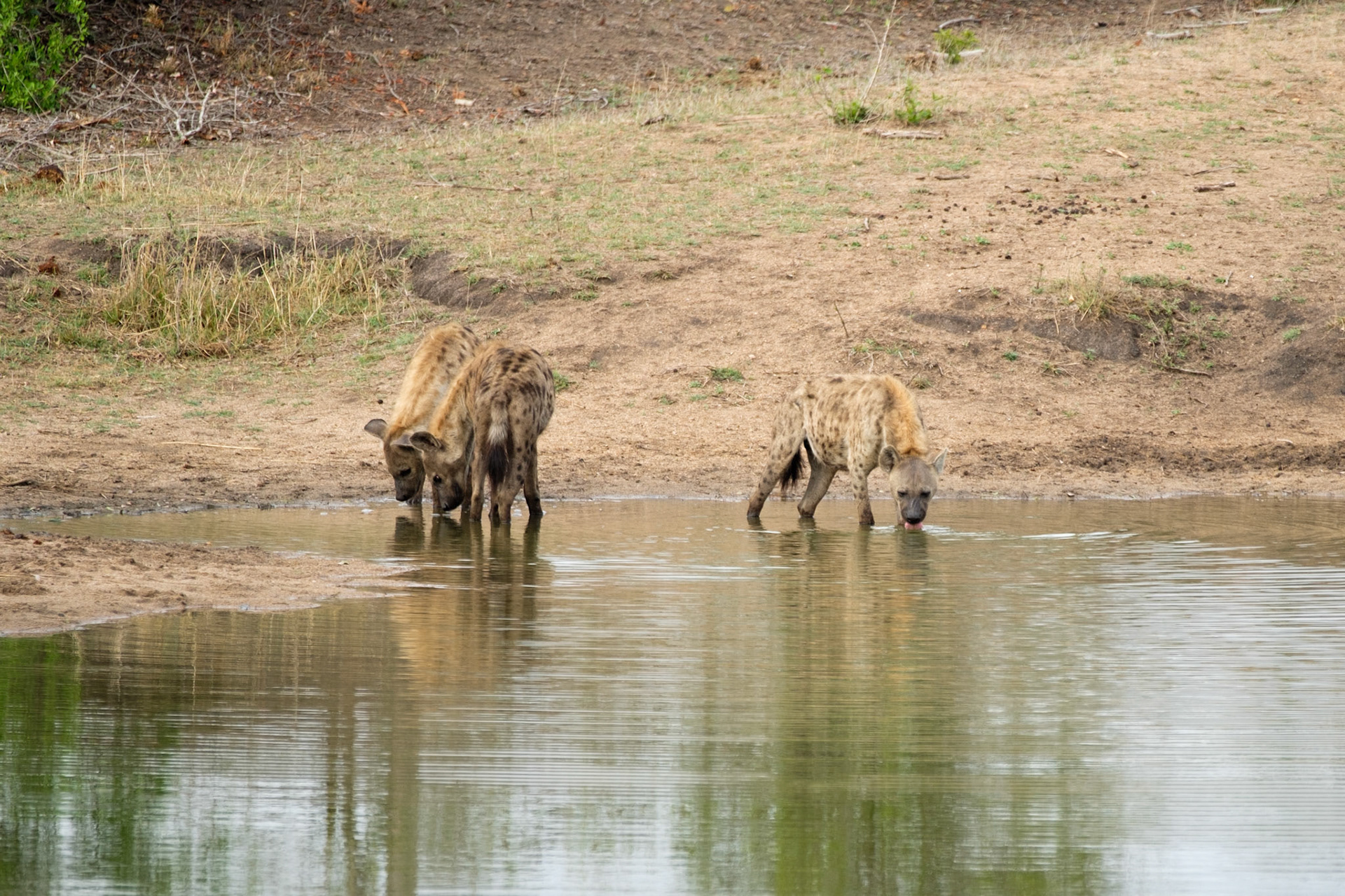 Hyenas at a dam