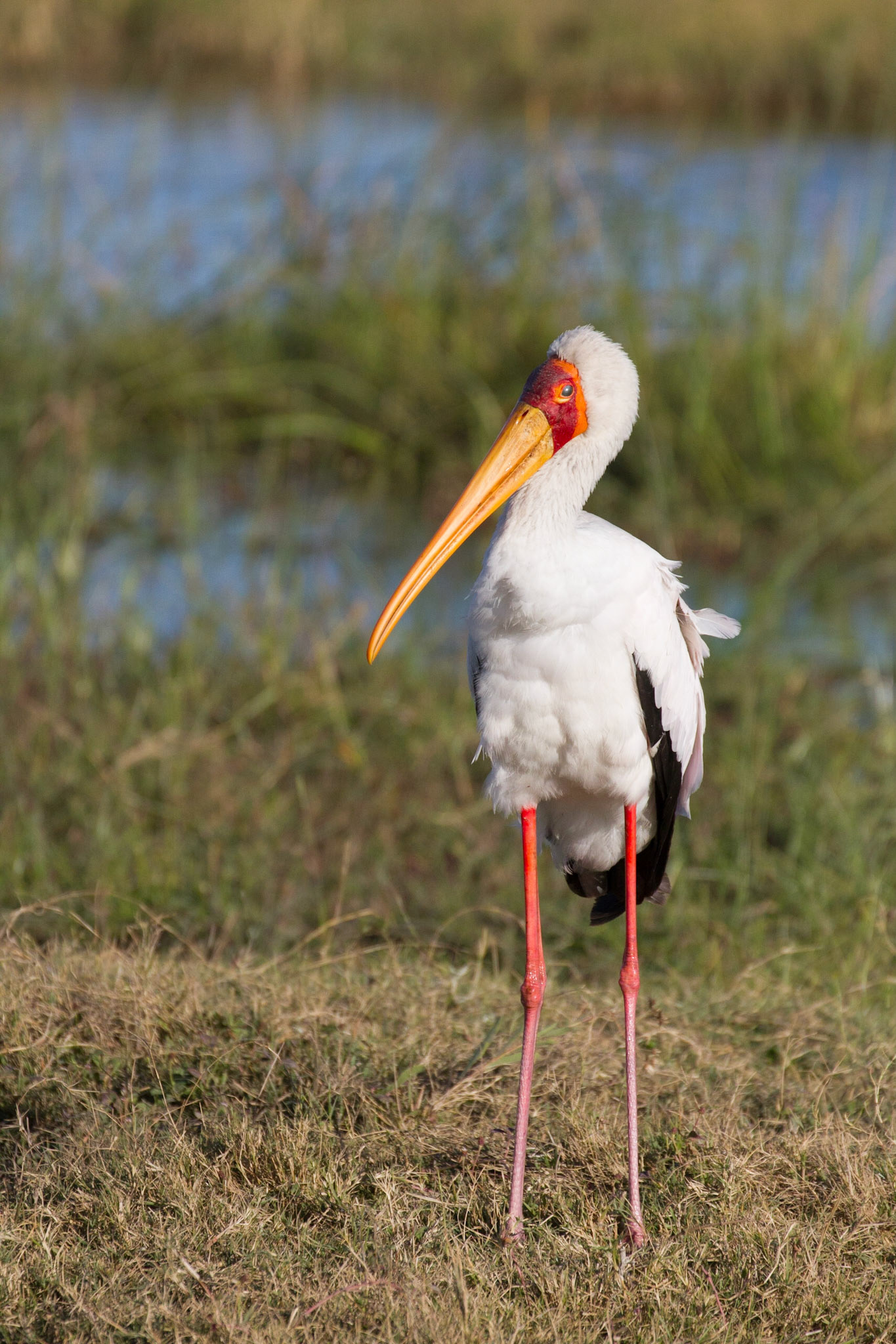 Yellow billed stork