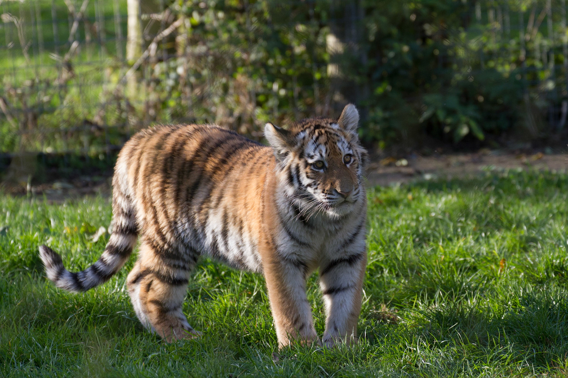Tiger cub, 5.5 months old