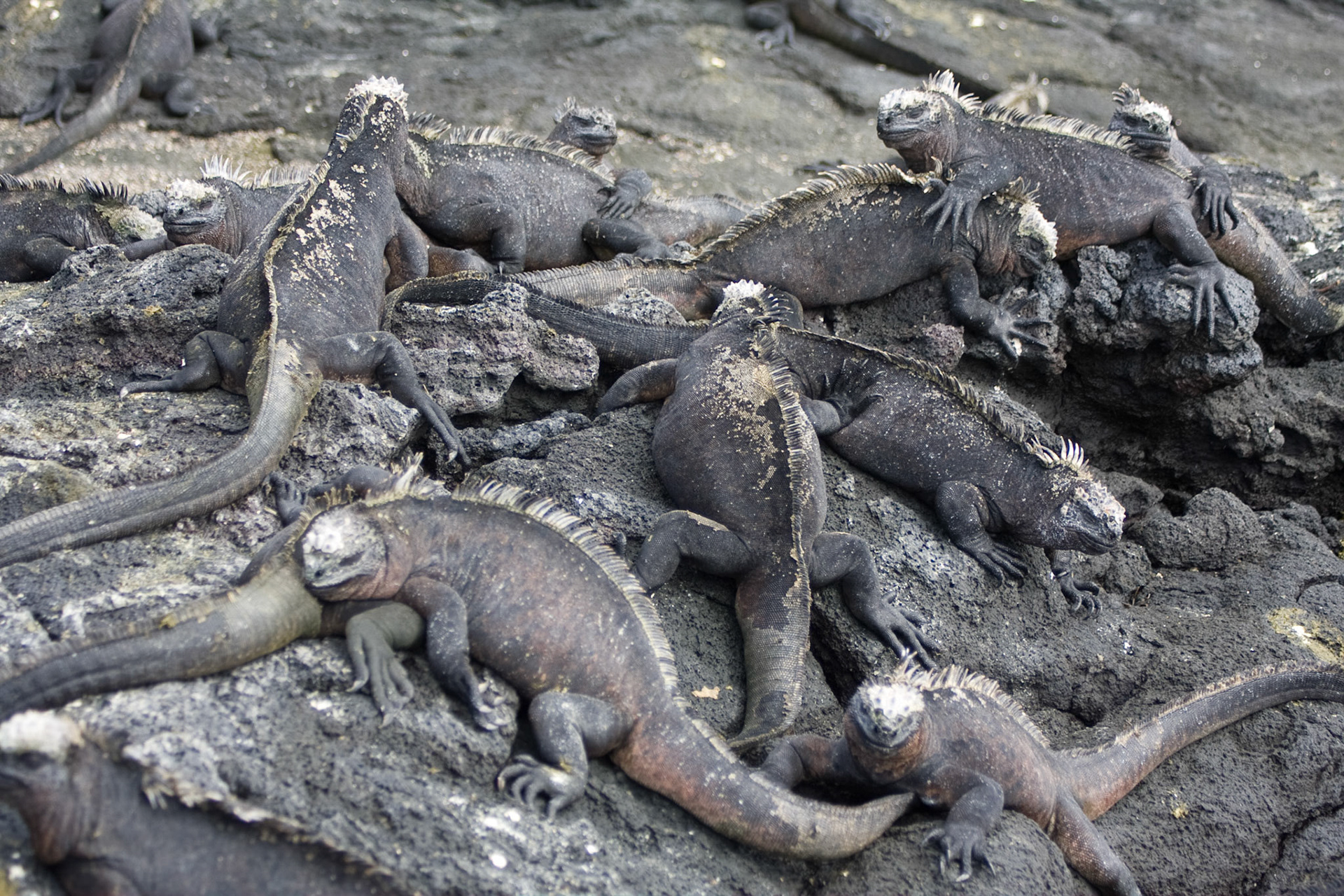 Marine iguanas