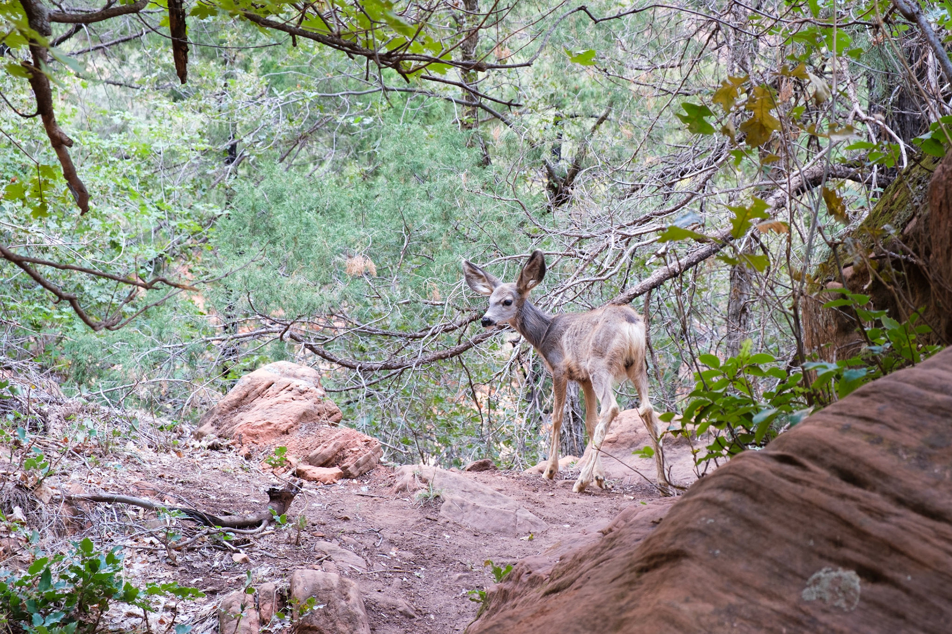 Young mule deer