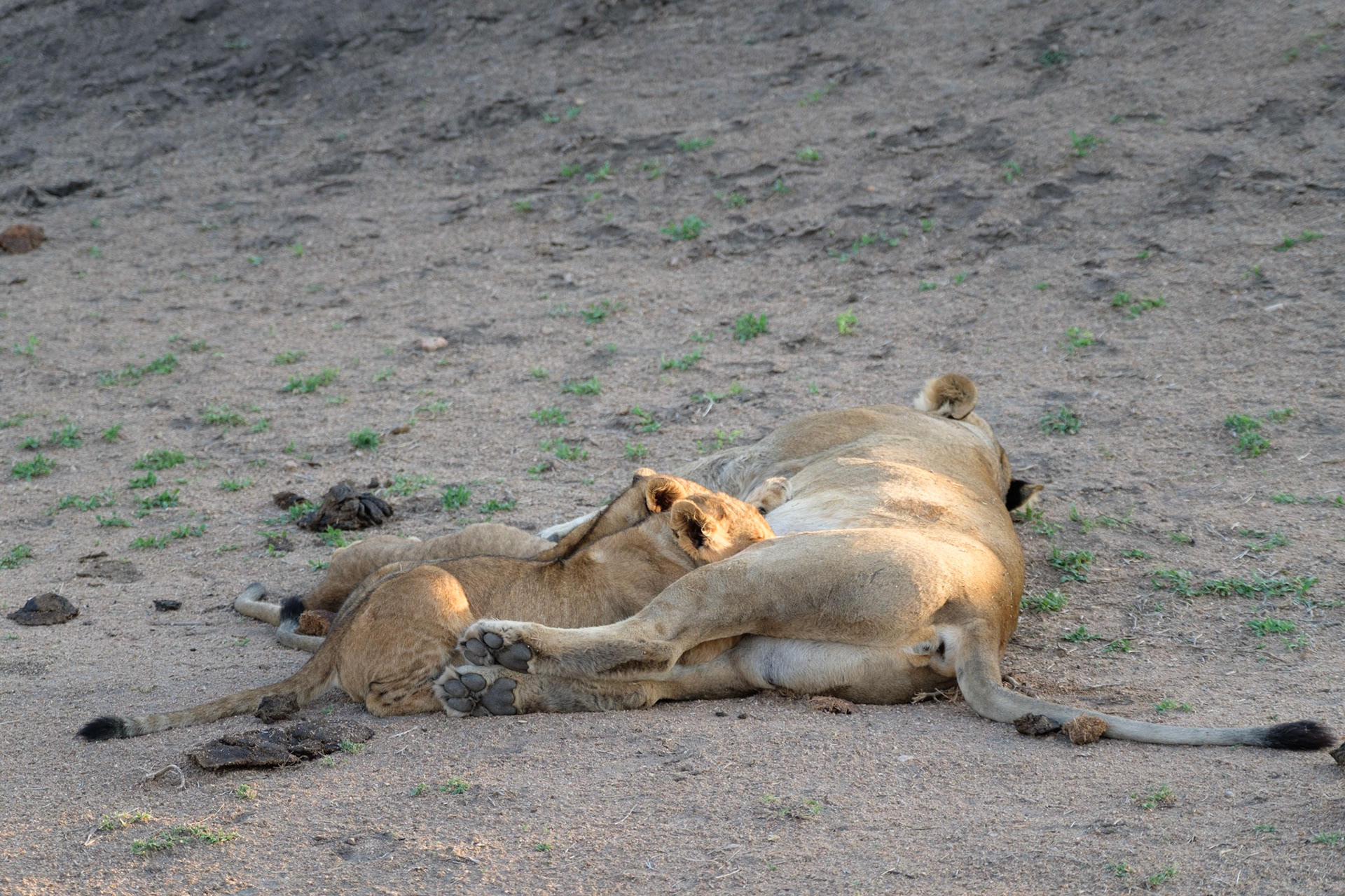Lion cubs feeding