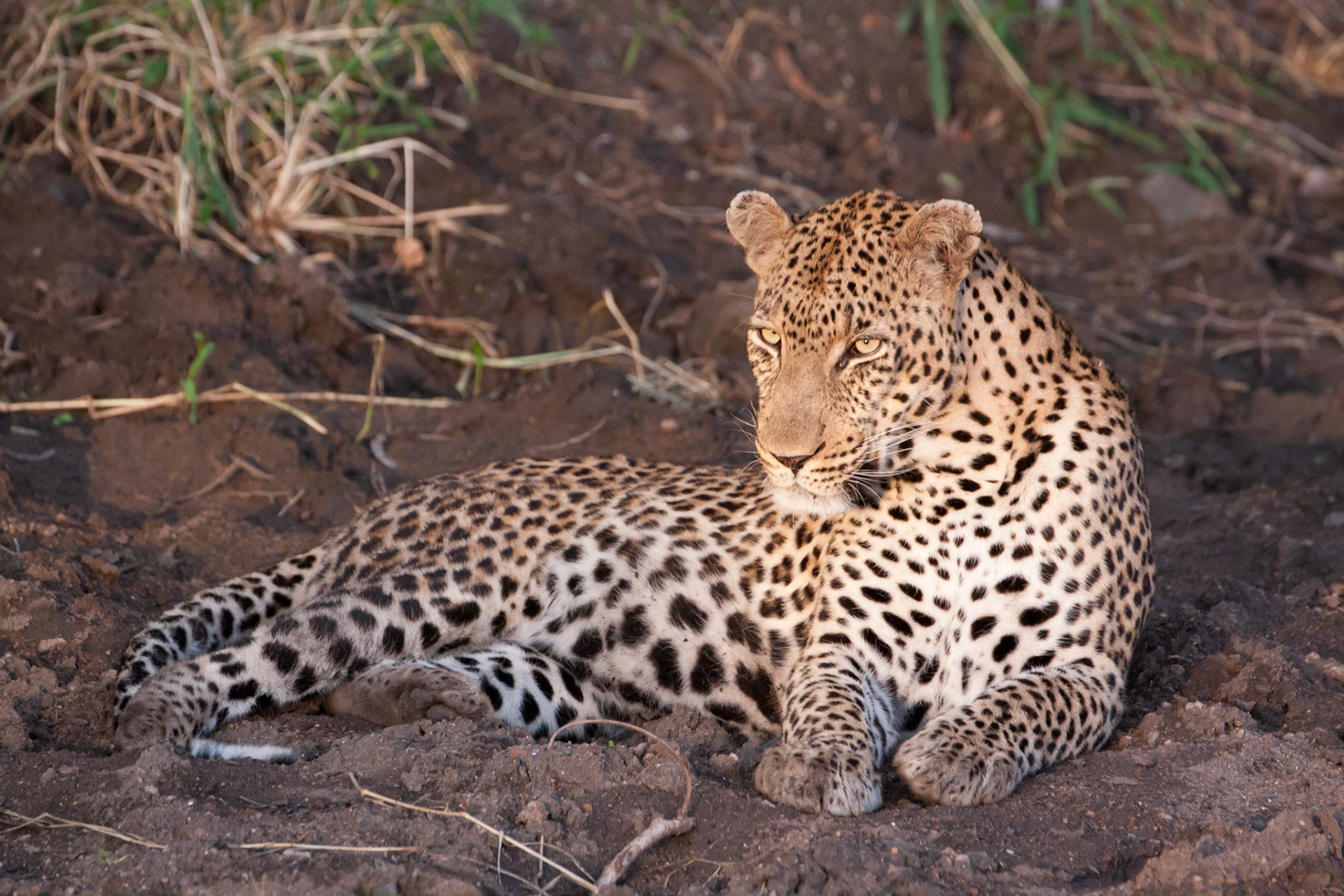 Male leopard