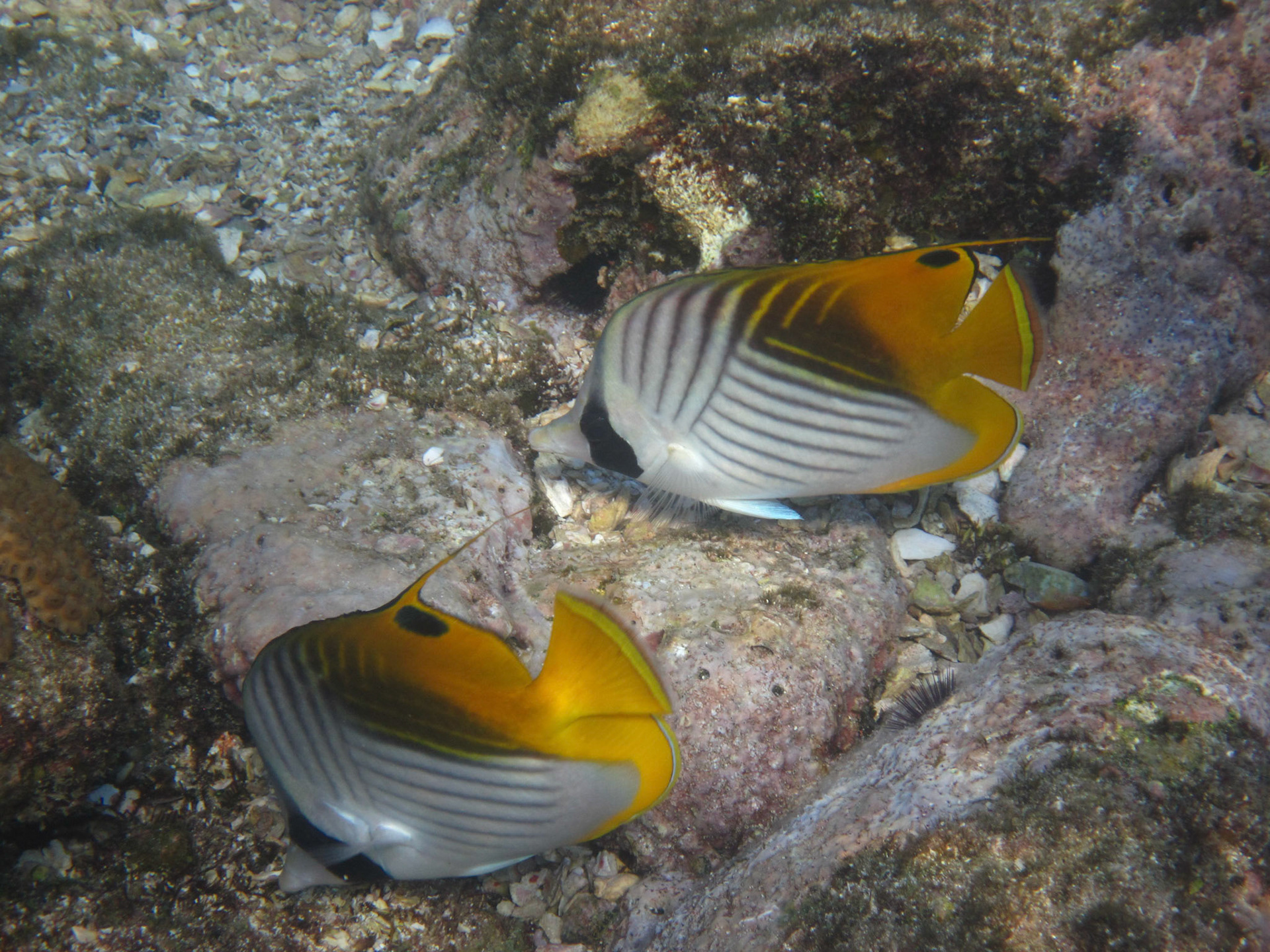 Butterflyfish