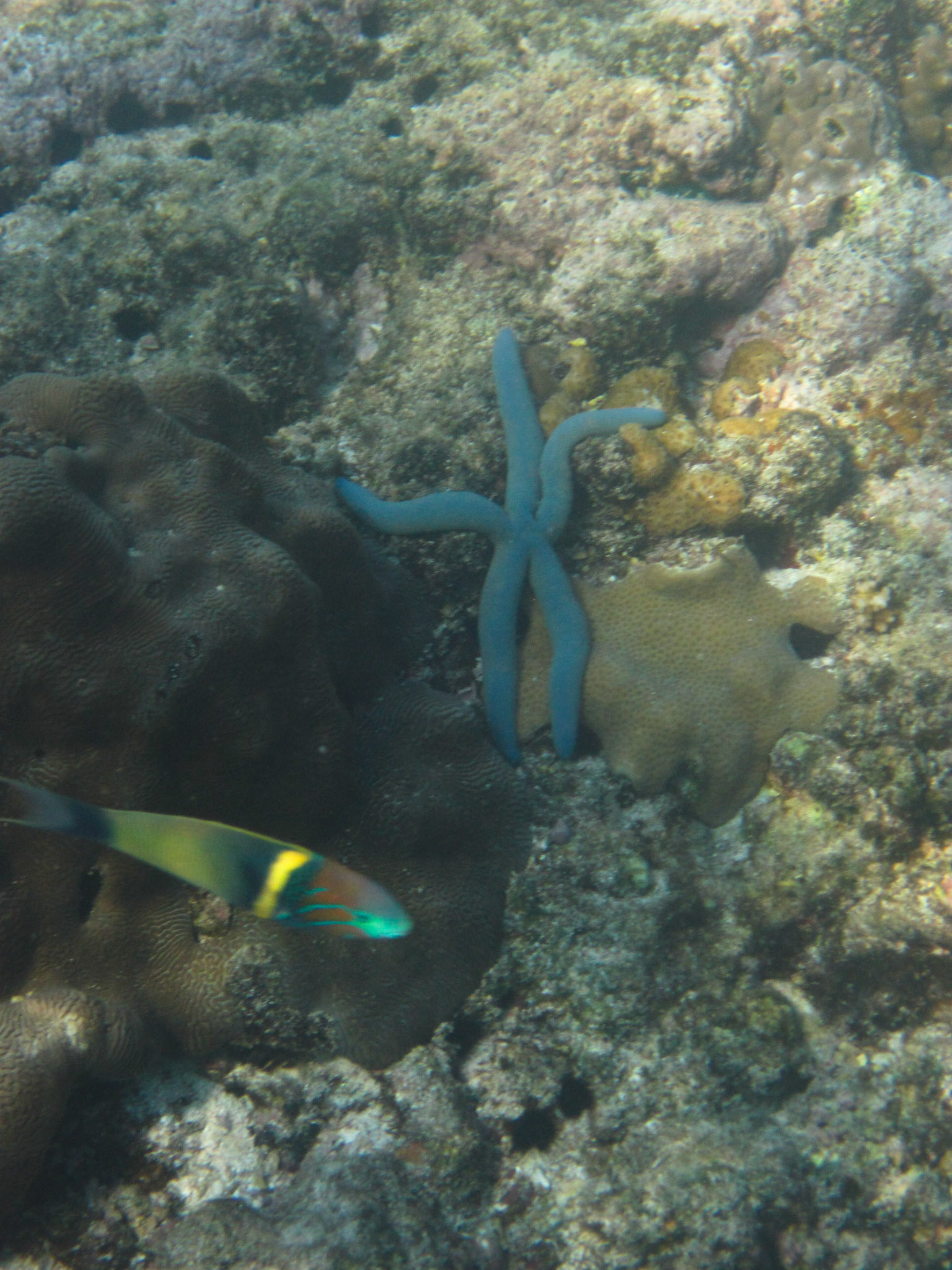 Parrotfish and blue star