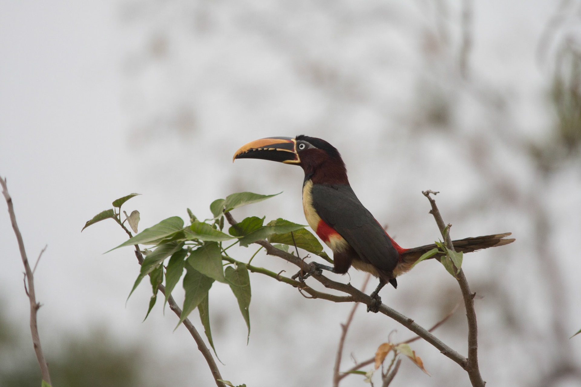 Chestnut-eared aracari