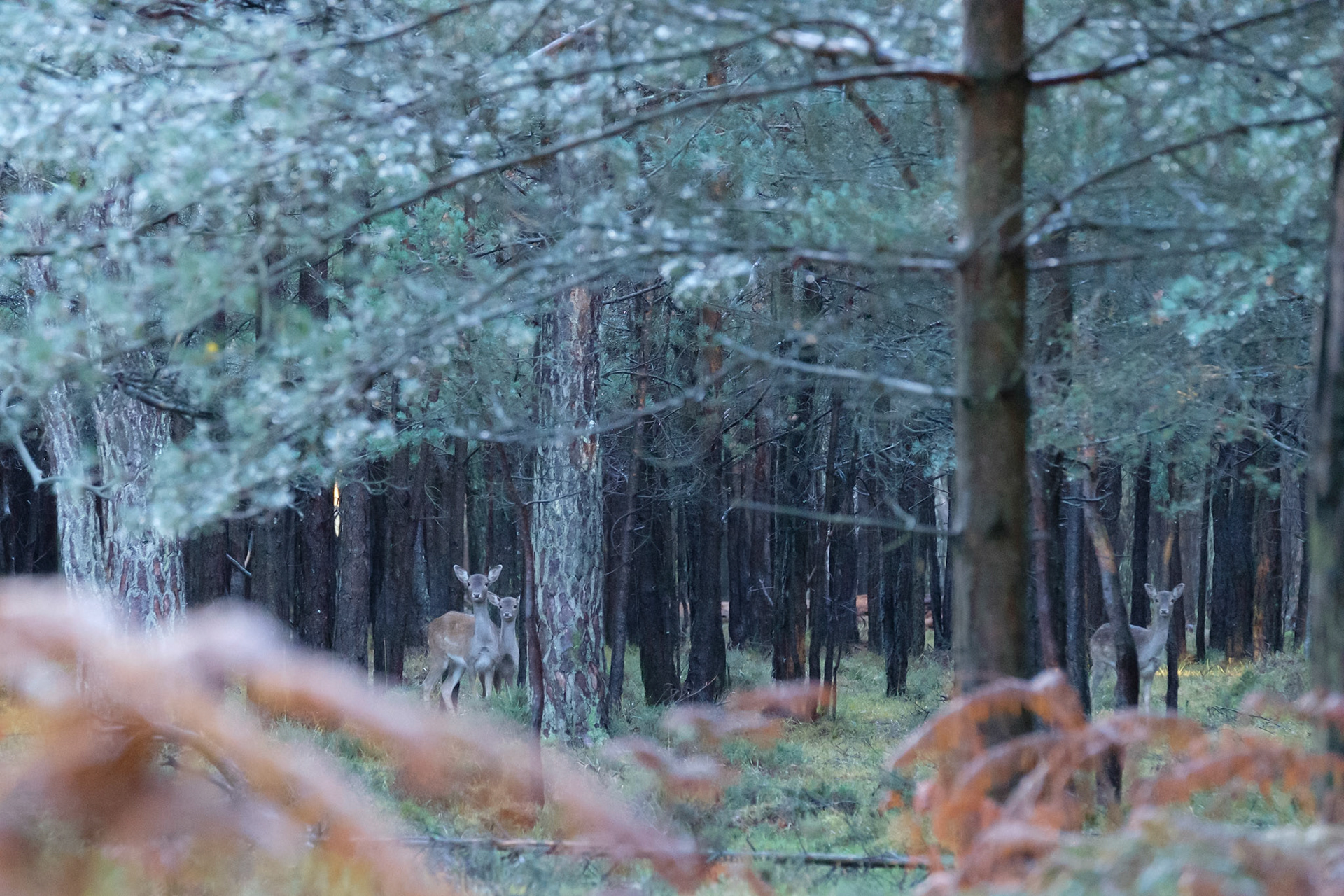 Fallow deer