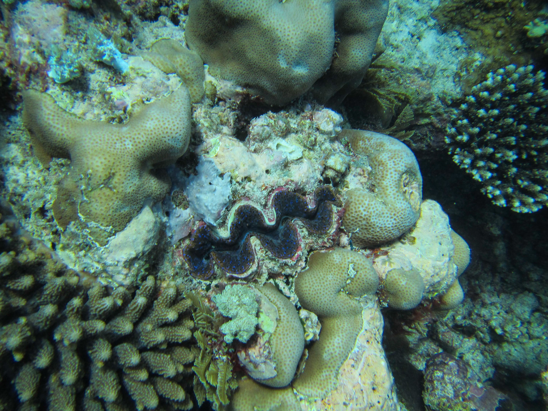 Giant clam