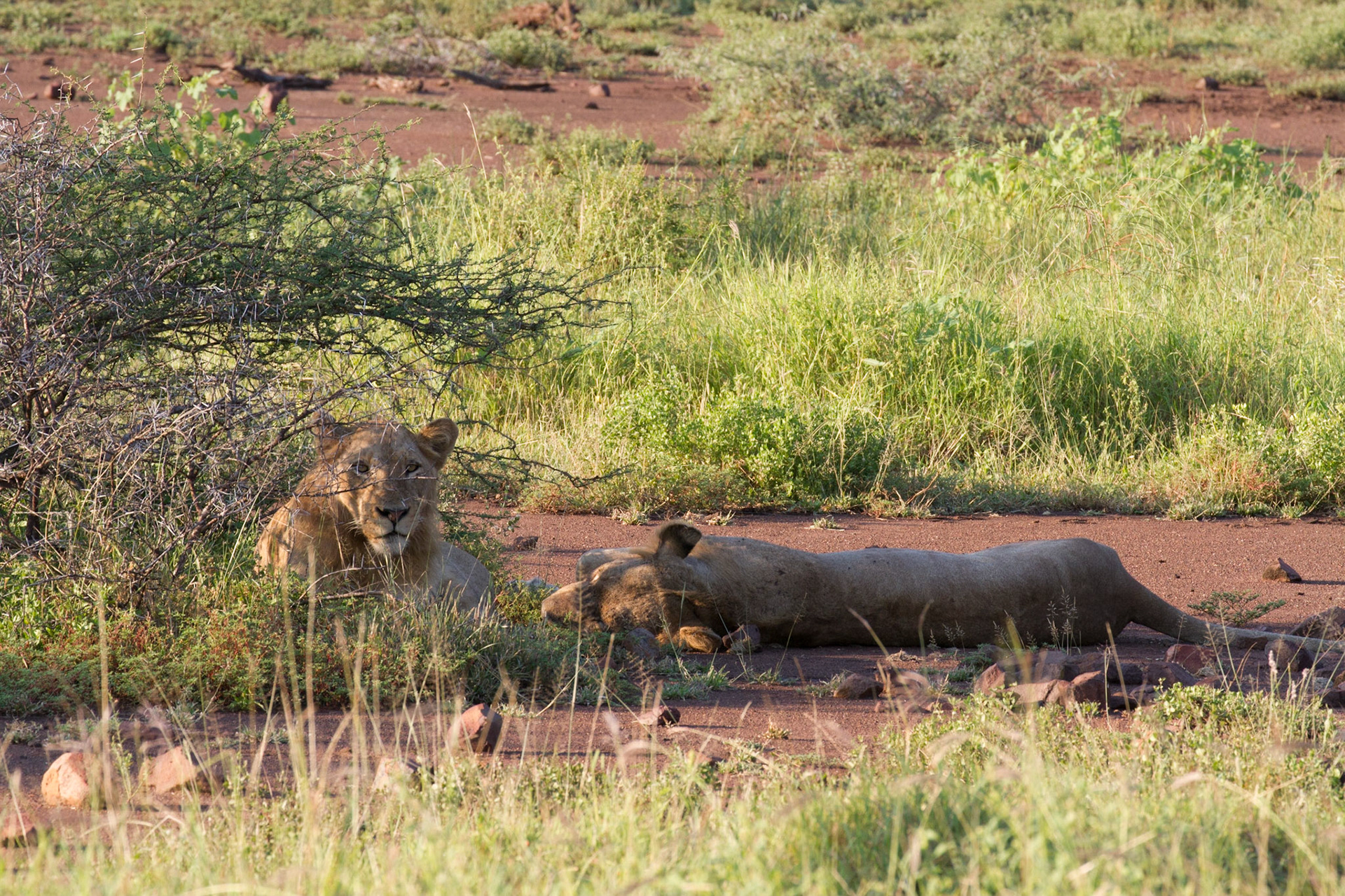 Young male lions