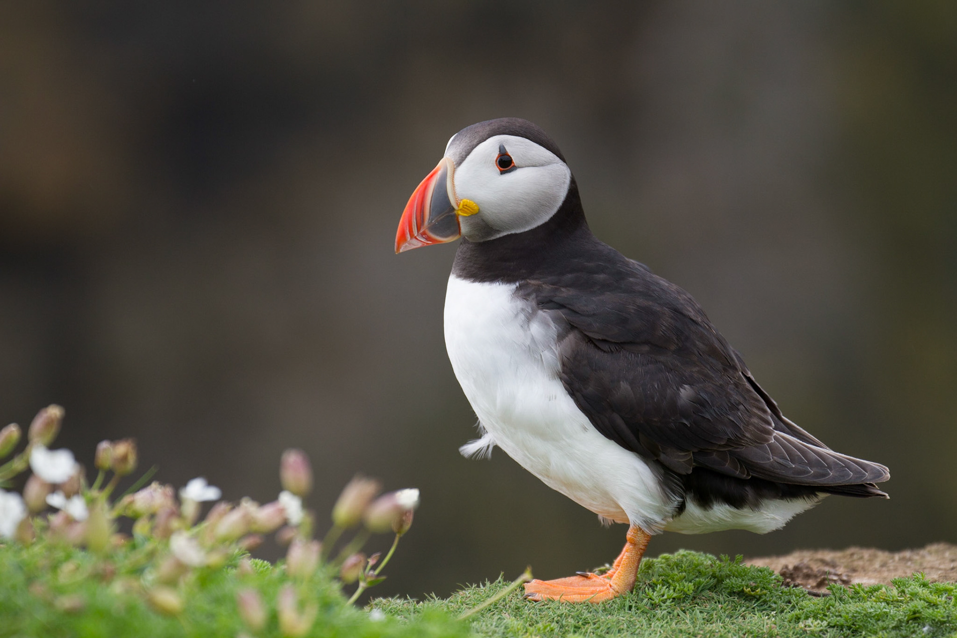 Puffin