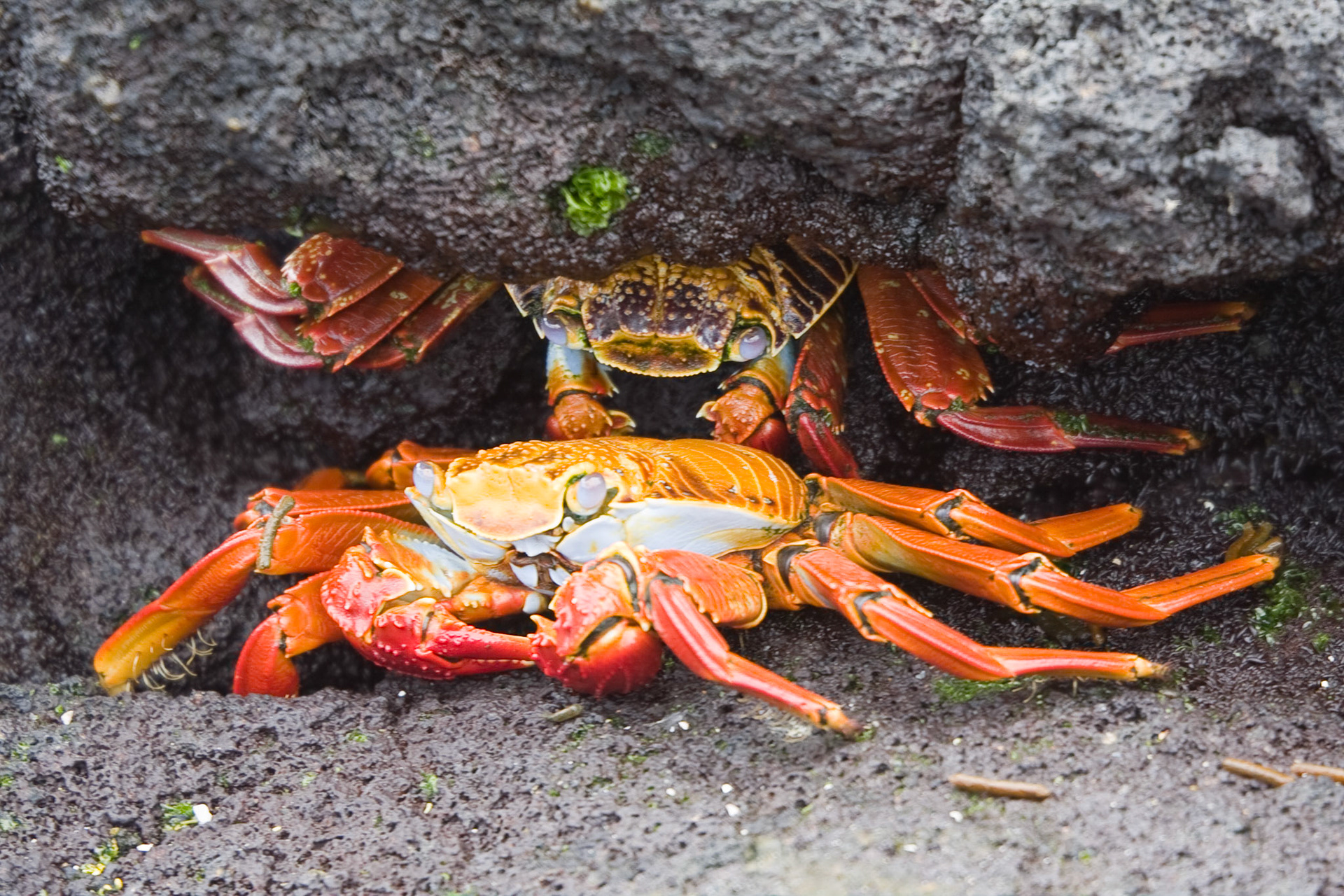 Sally Lightfoot crabs