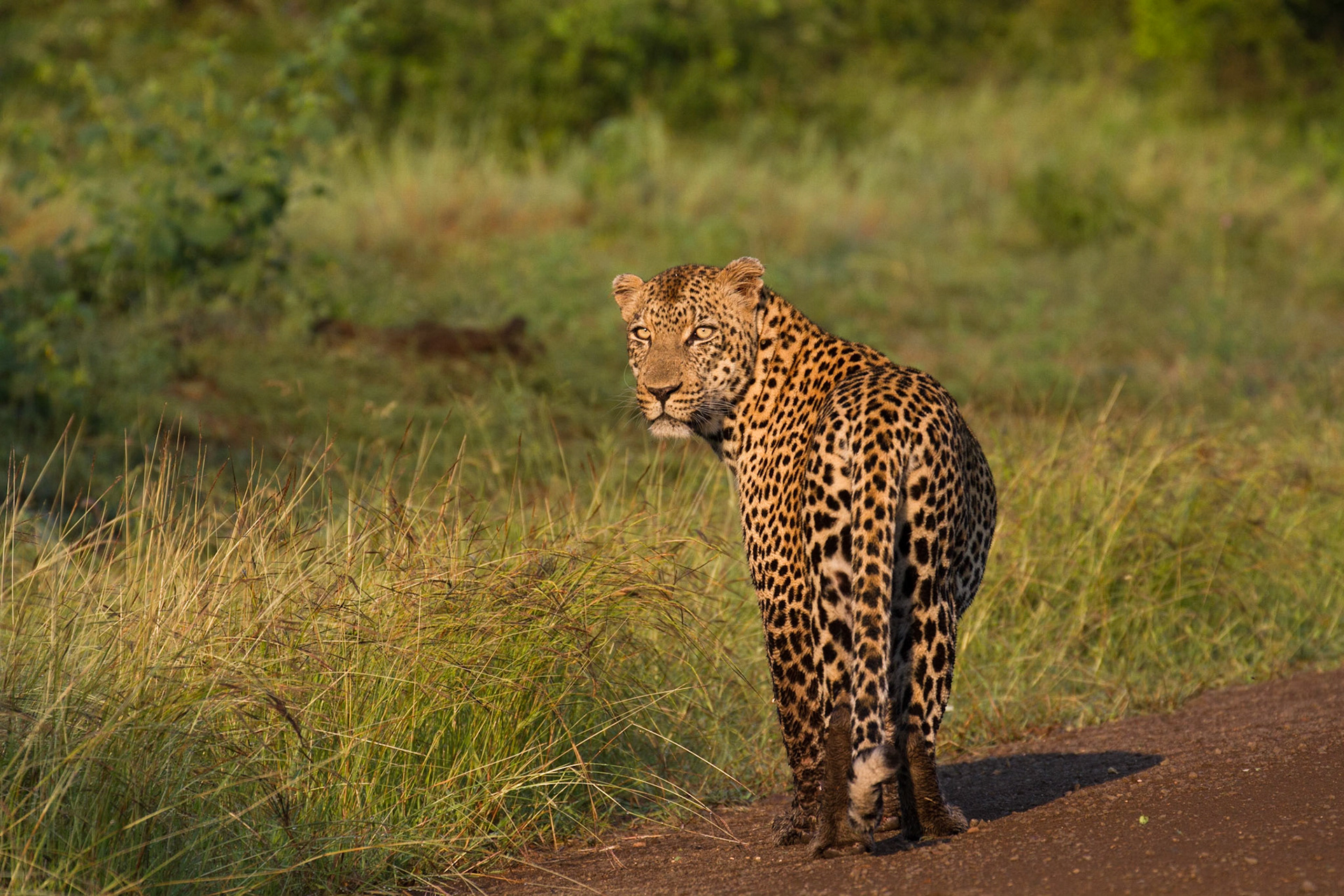 Shinwenyana male leopard