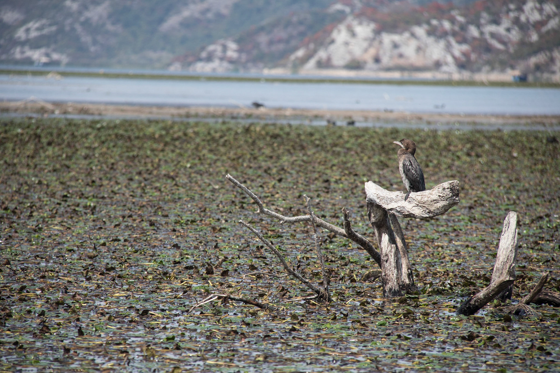 Cormorant, Lake Skadar