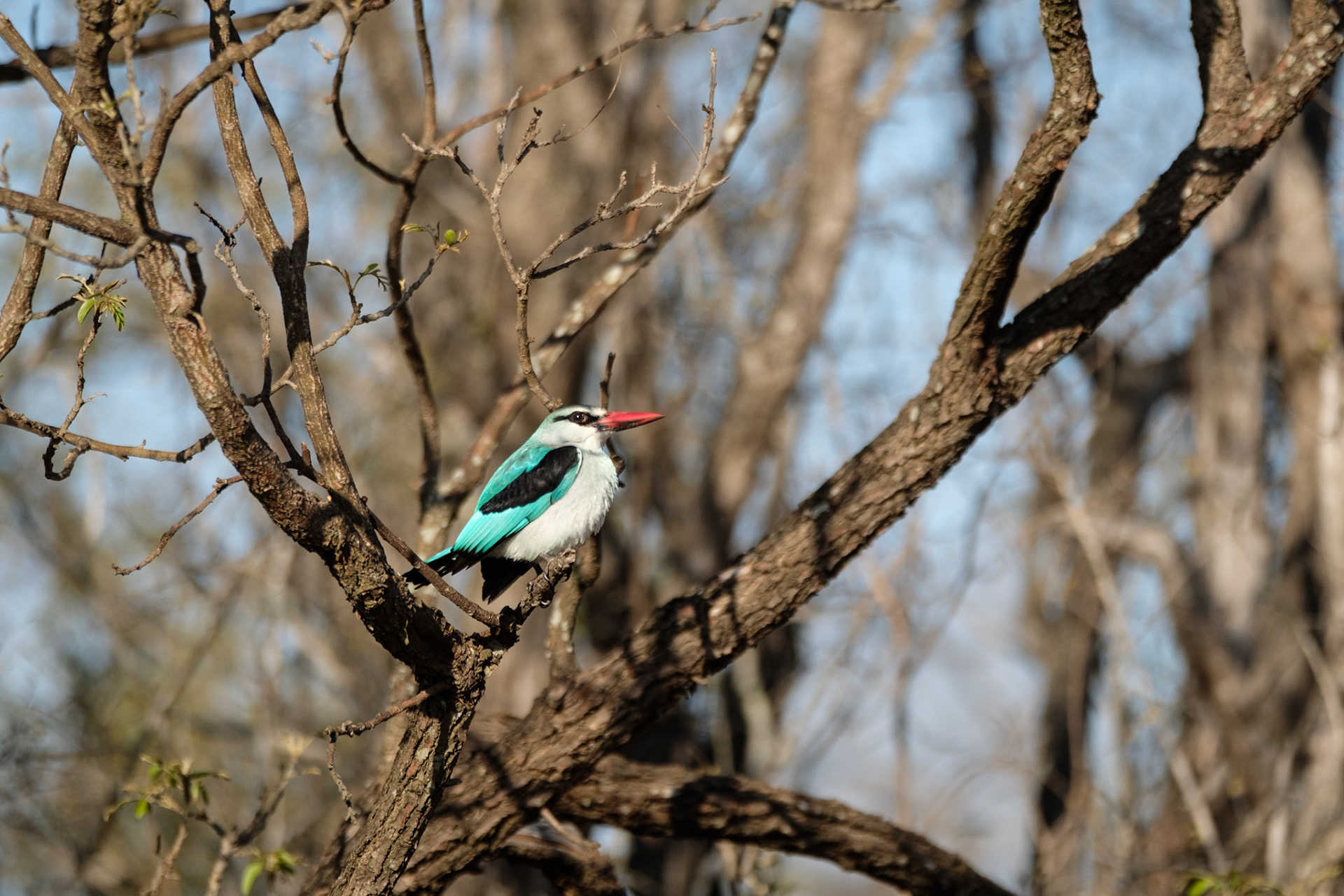 Woodland kingfisher