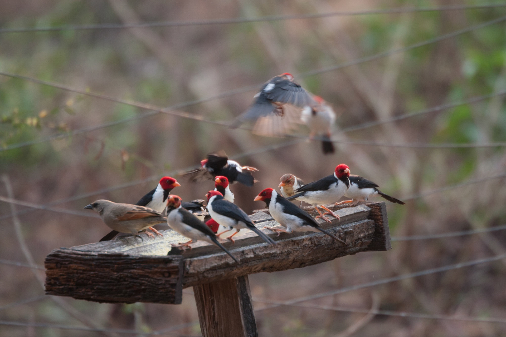 Yellow billed cardinals at PWC