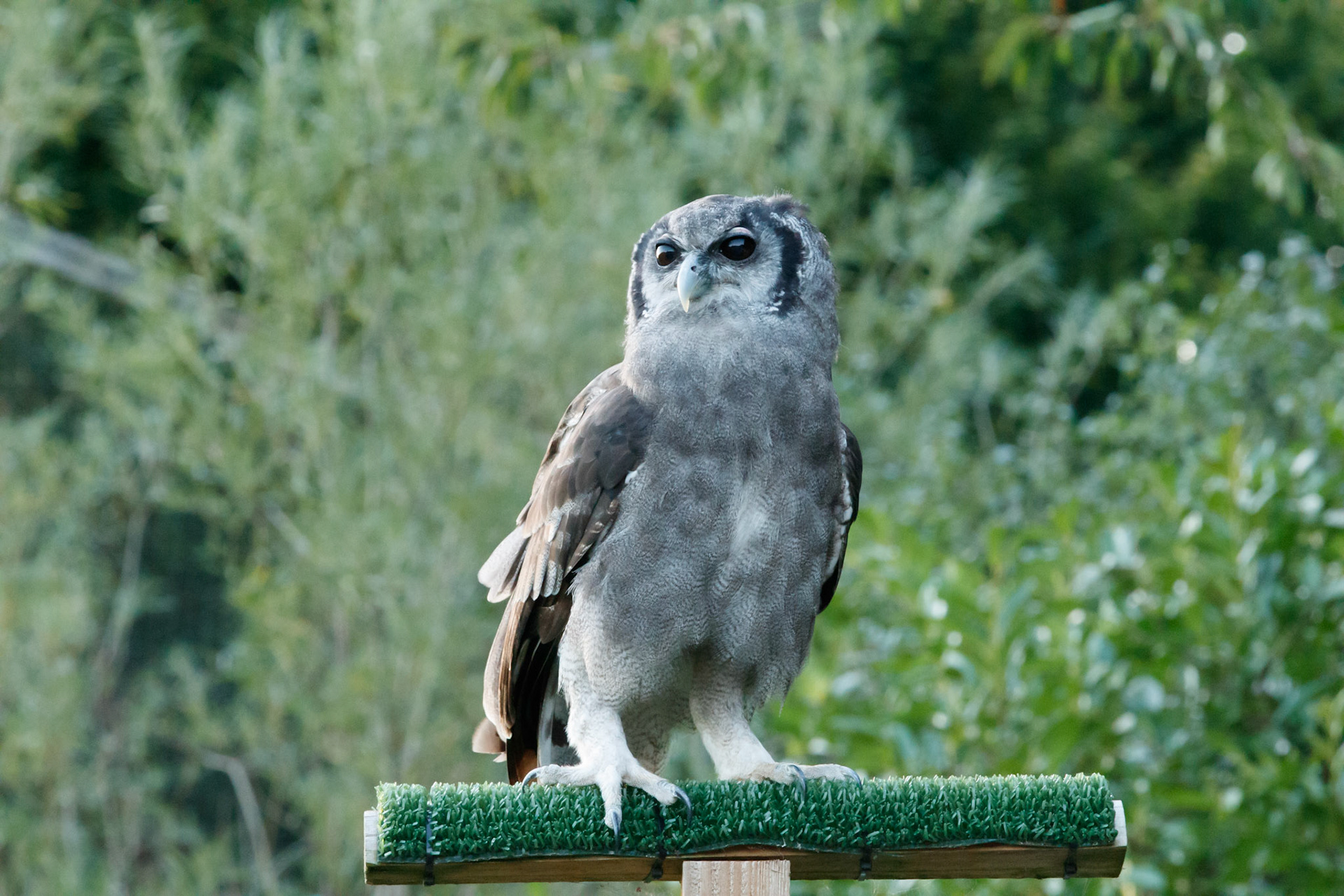 Verreaux’s eagle owl