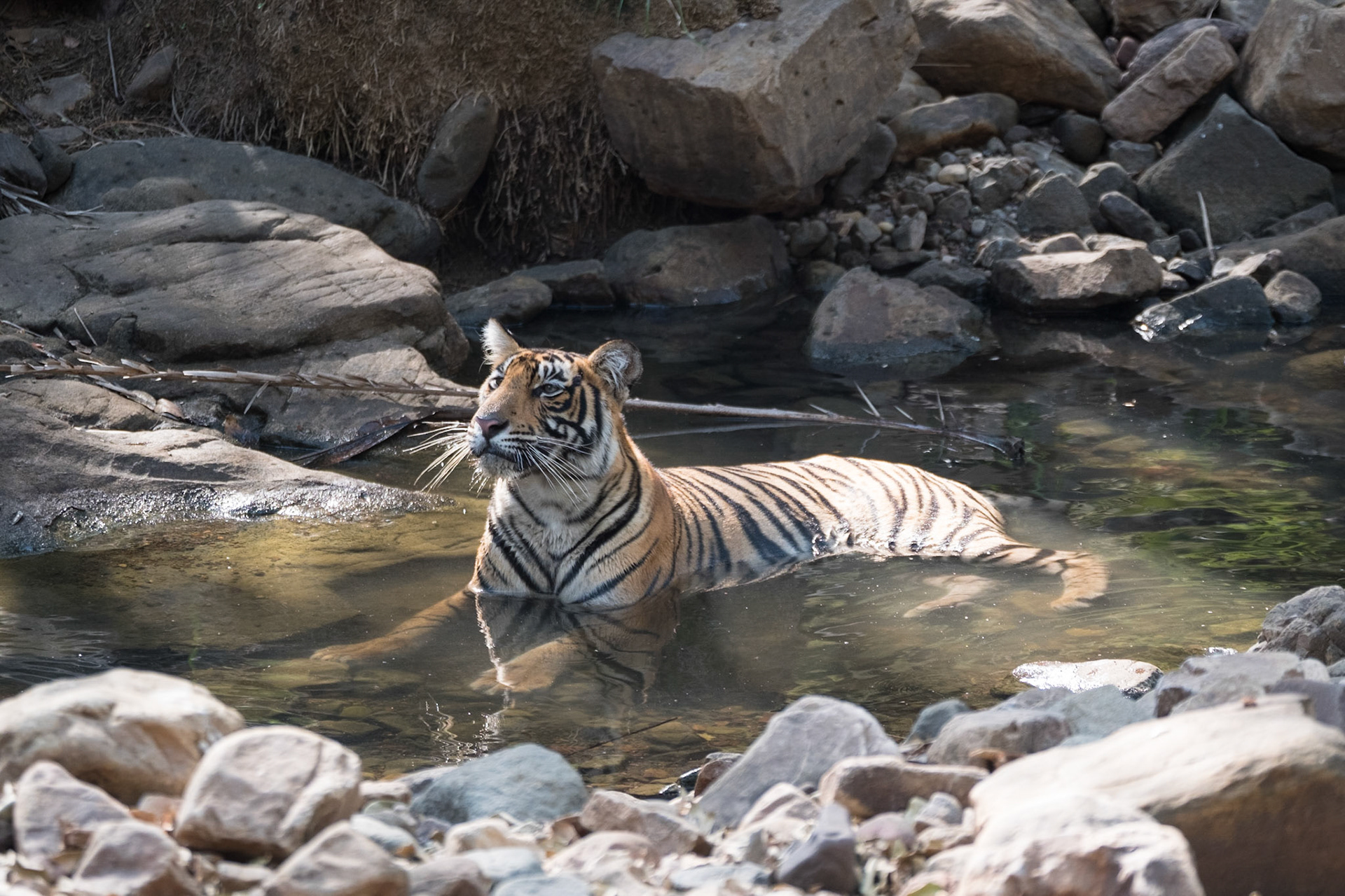 Tiger cub, Ranthambore zone 2