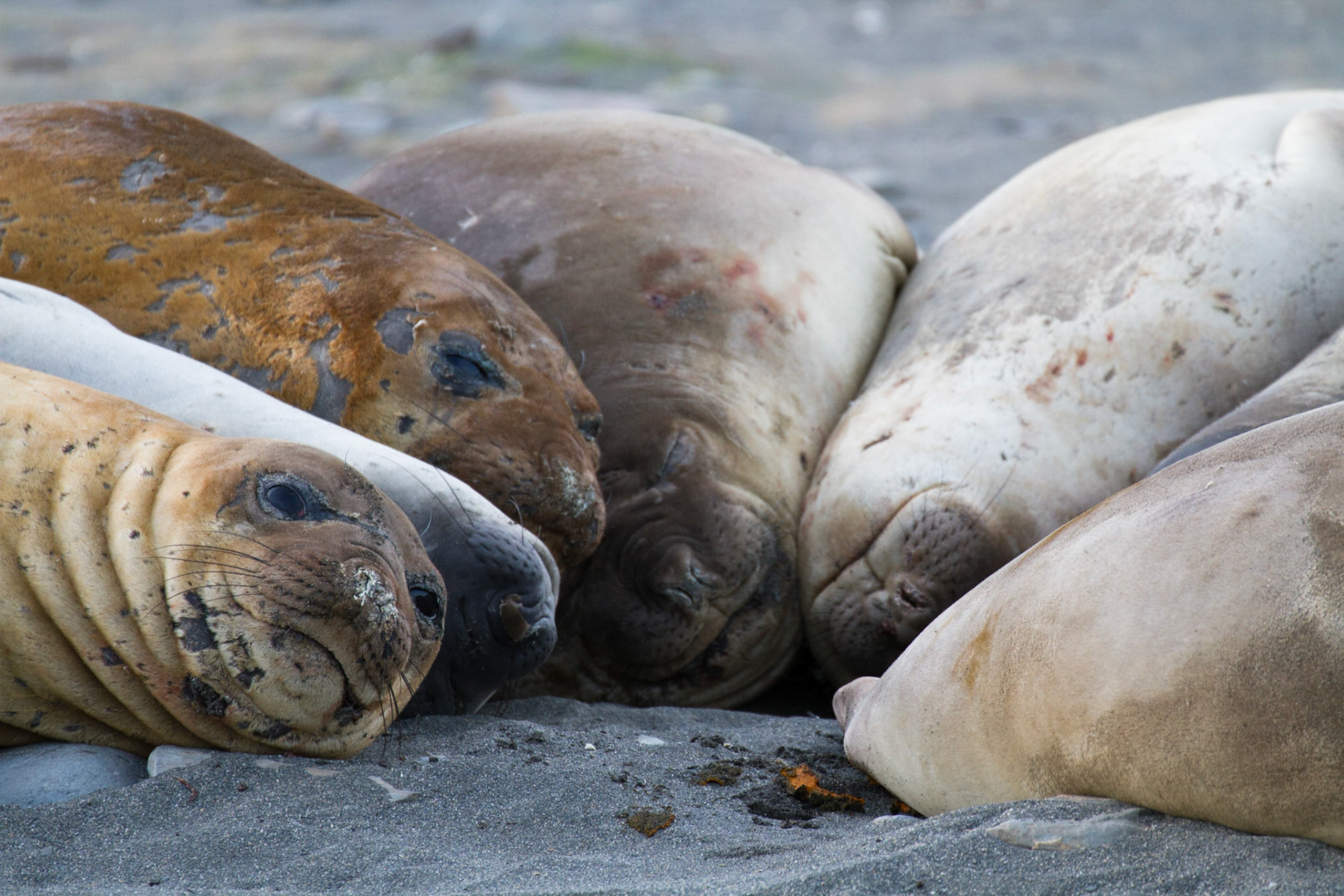 Elephant seals