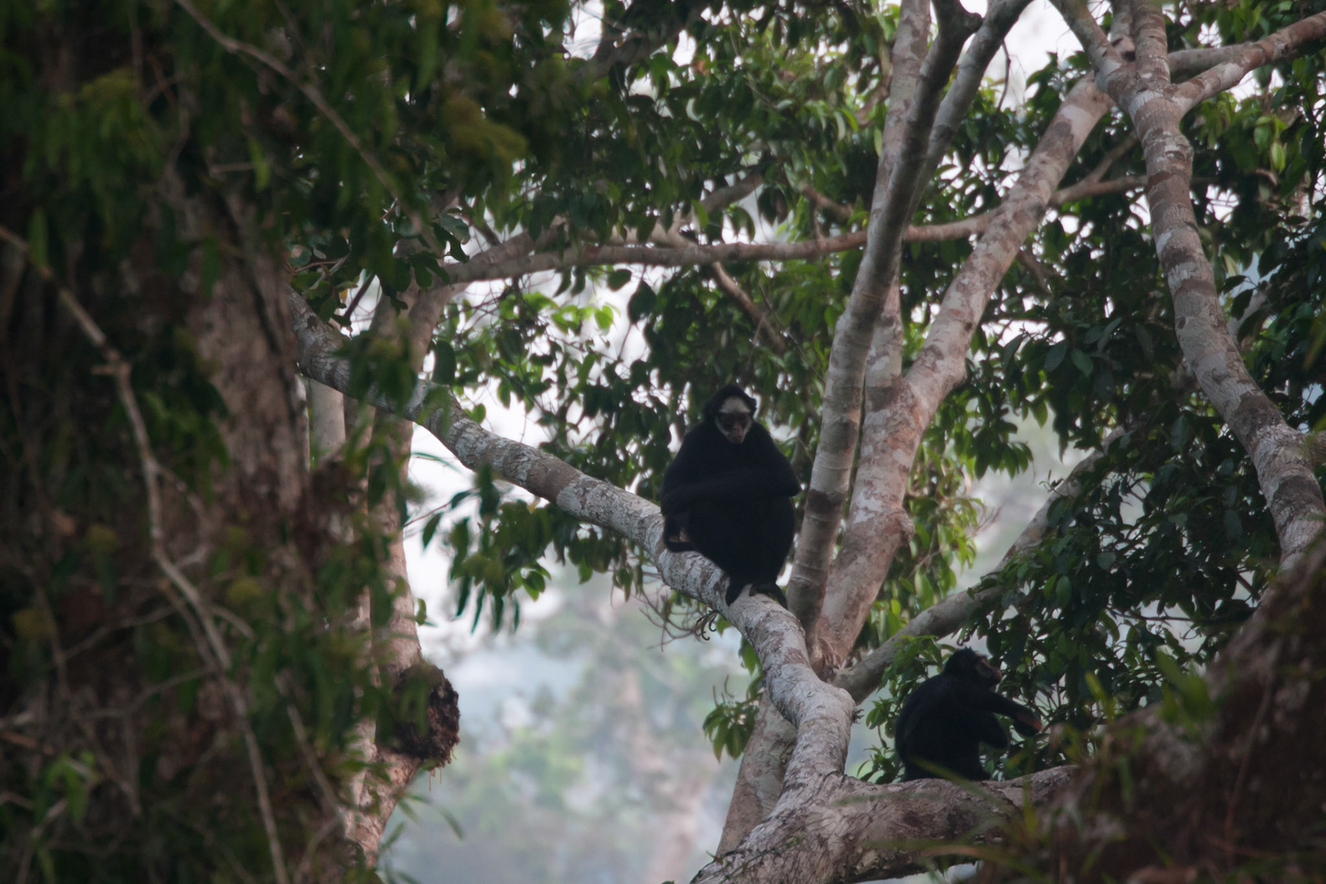 White whiskered spider monkeys