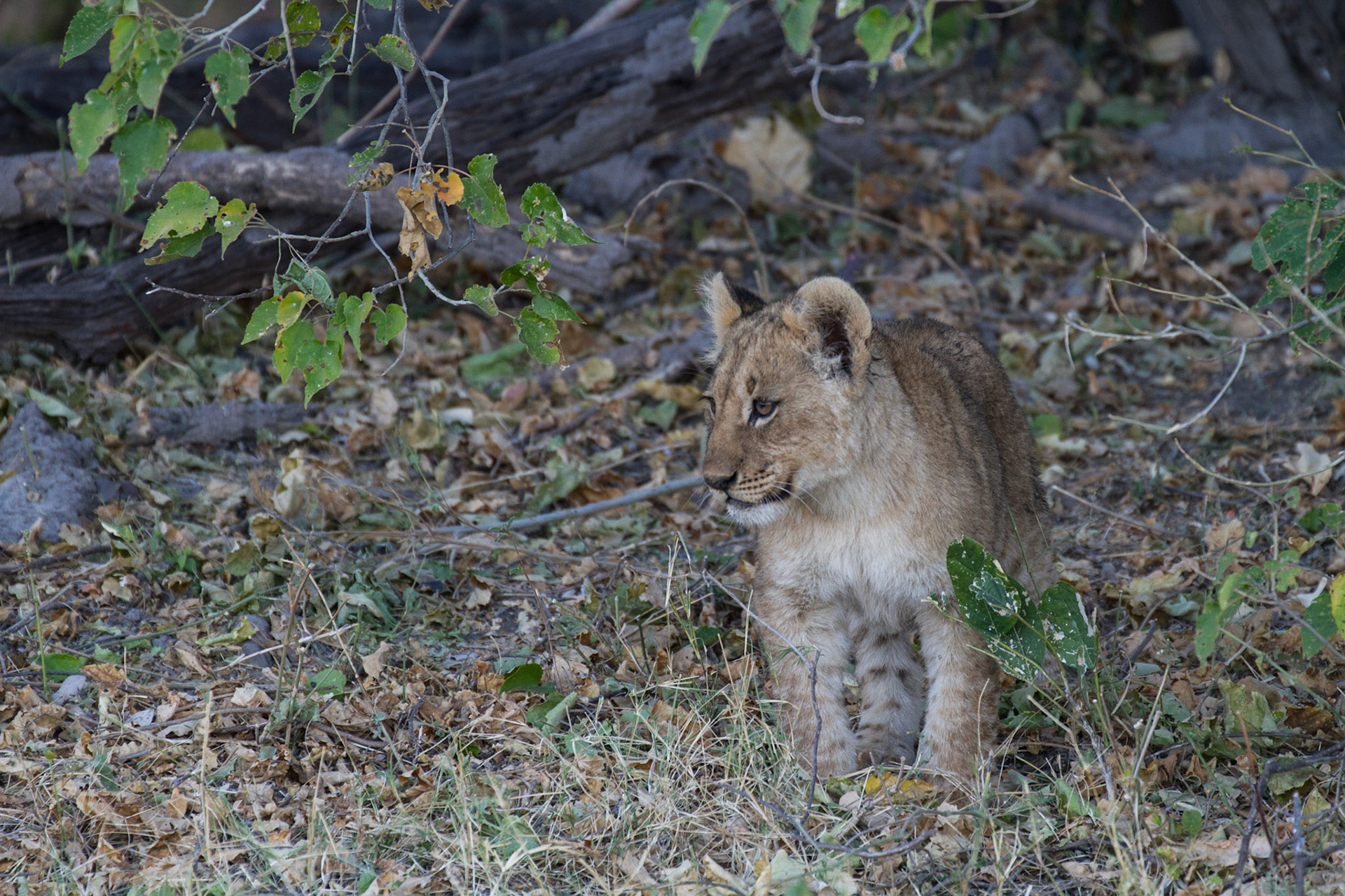 Lion cub