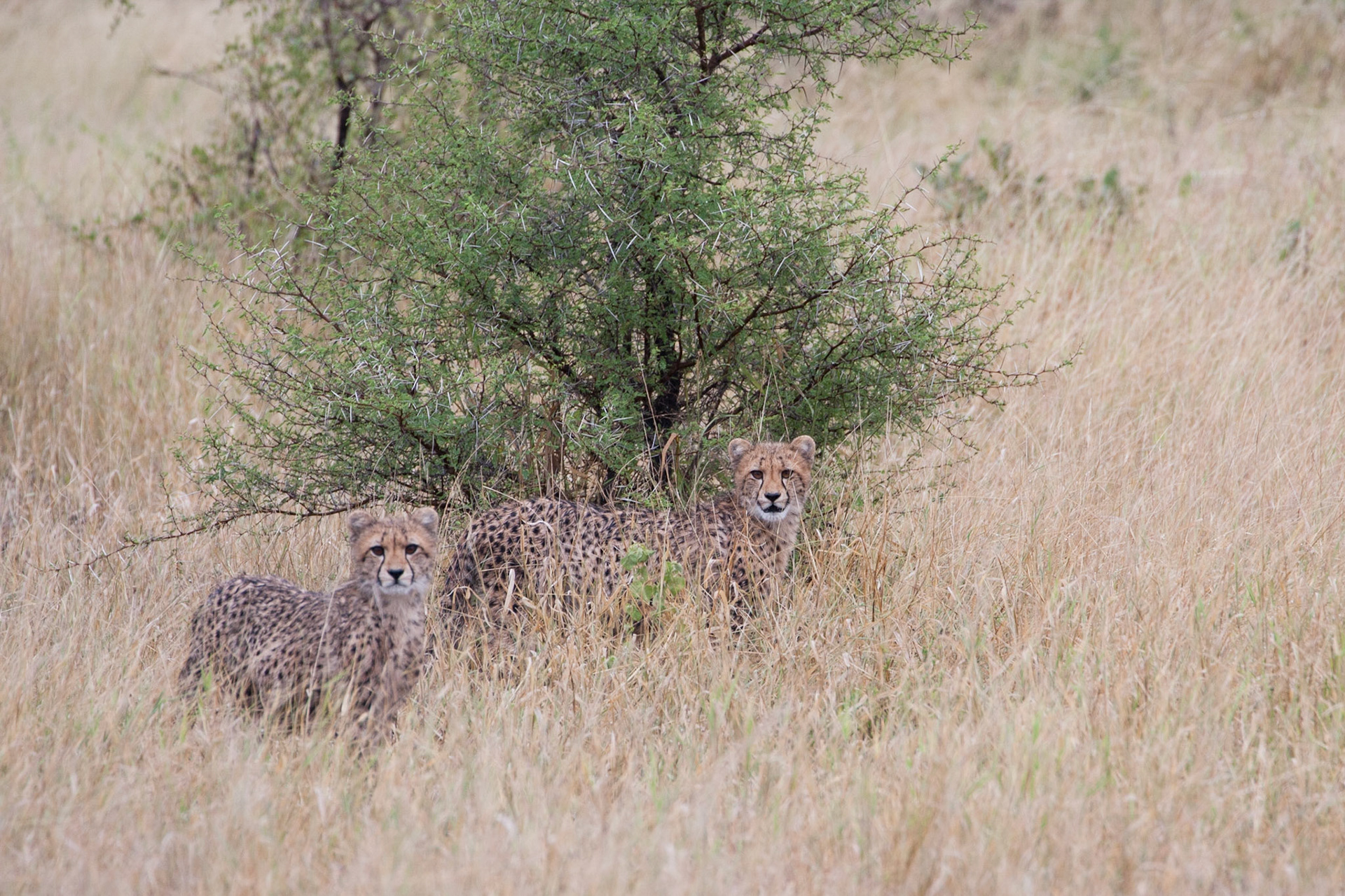 Cheetahs (mother and cub)