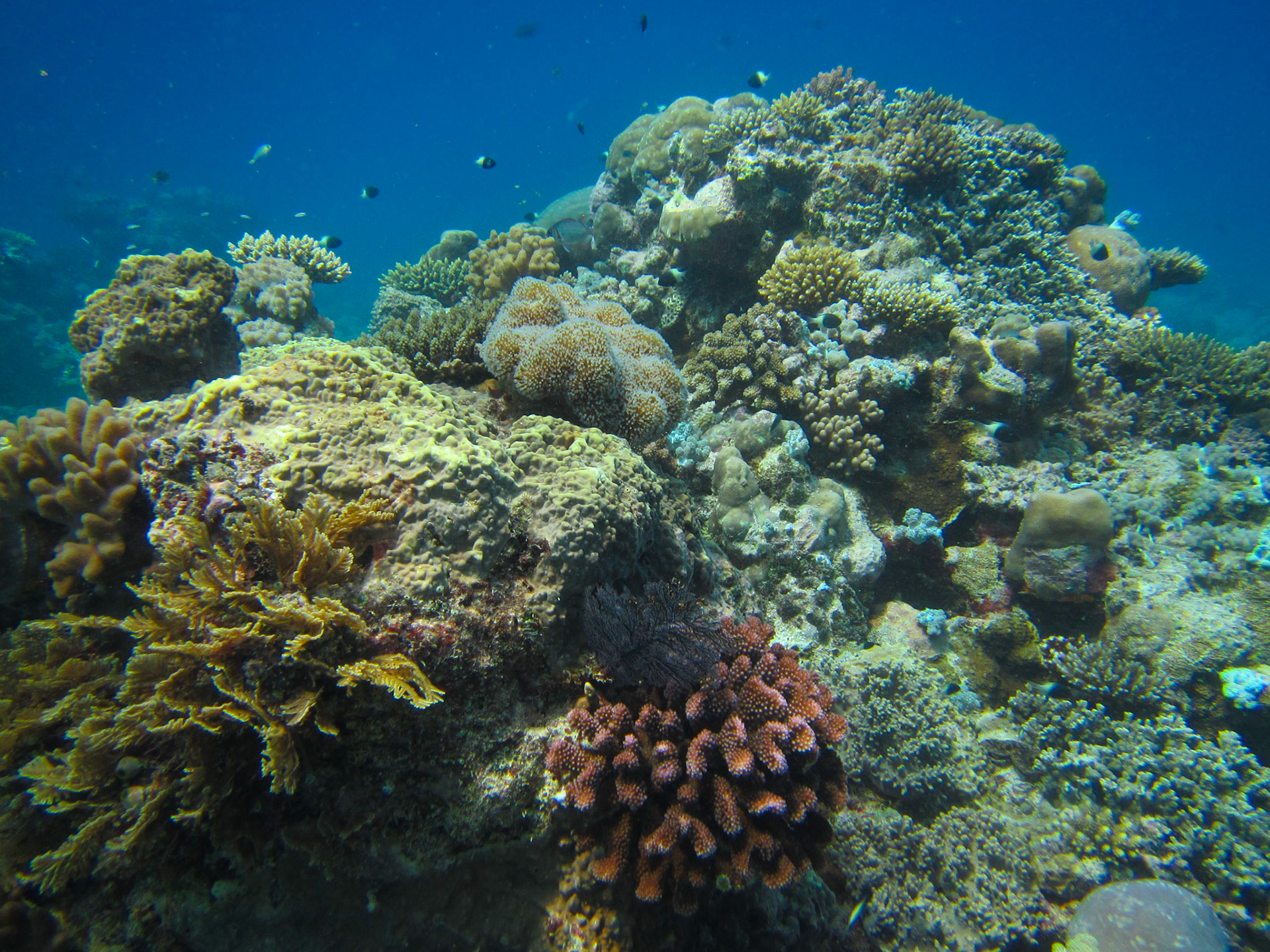 Coral in the Indian Ocean