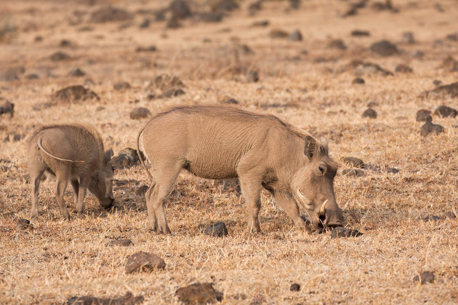 Warthogs