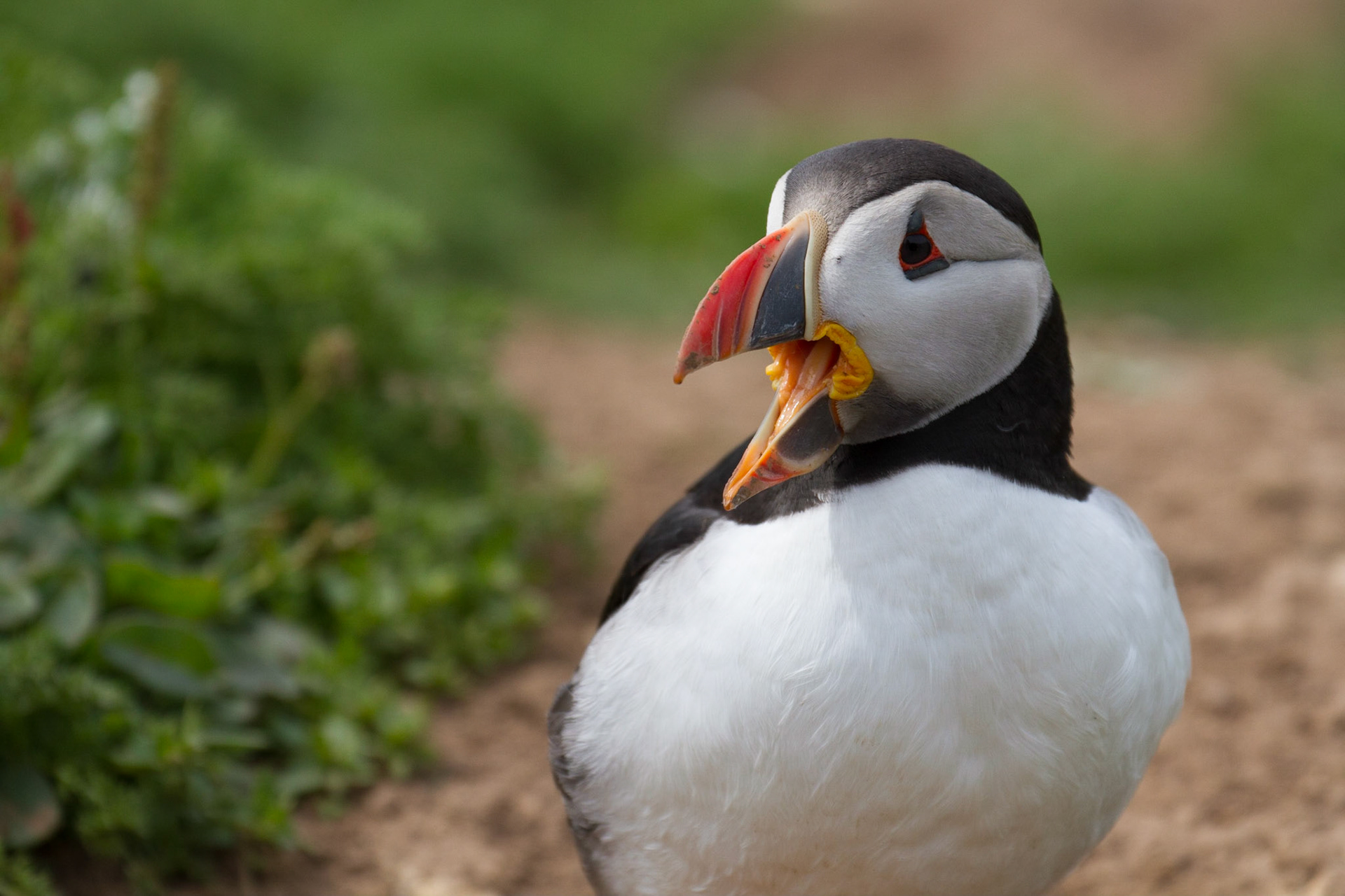 Puffin