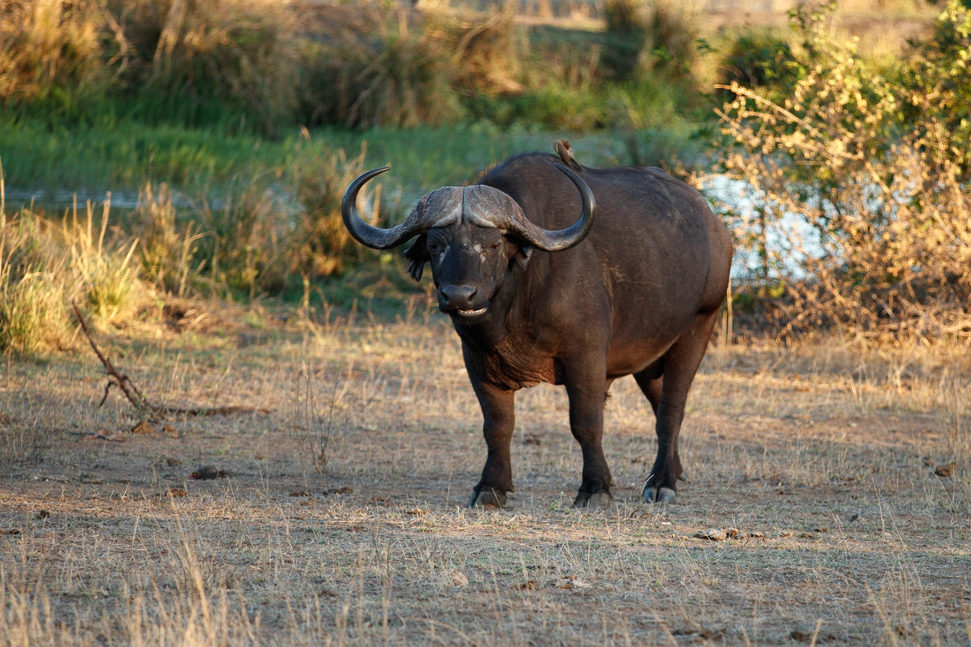 Buffalo bull