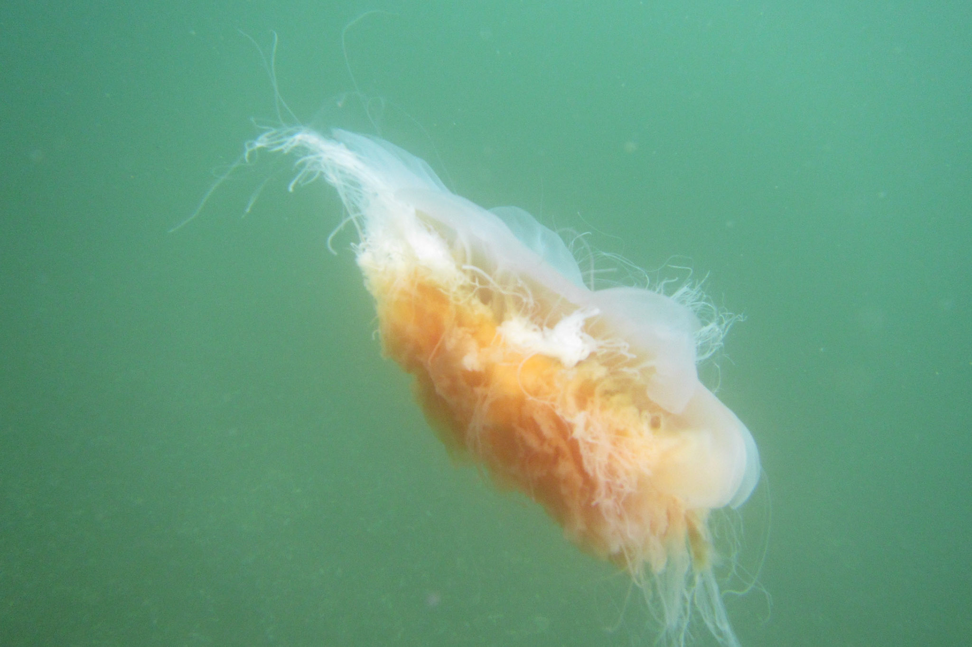 Jellyfish, Sitkoh Bay