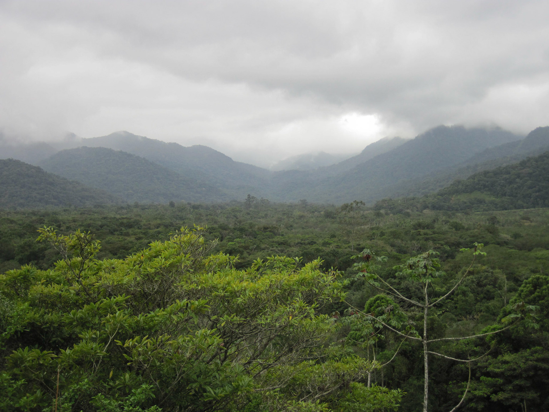 Atlantic rainforest behind fazenda beach