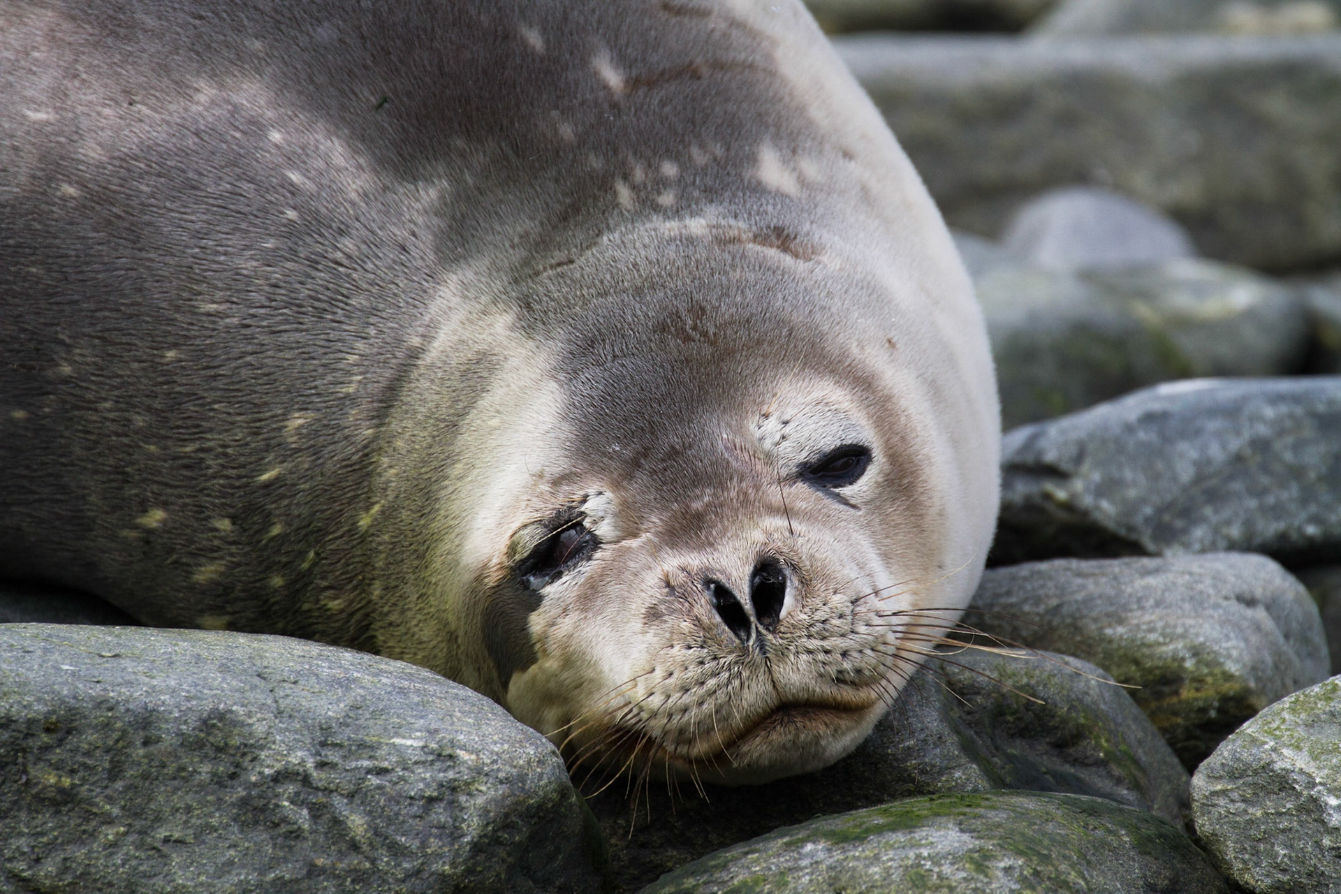 Weddell seal