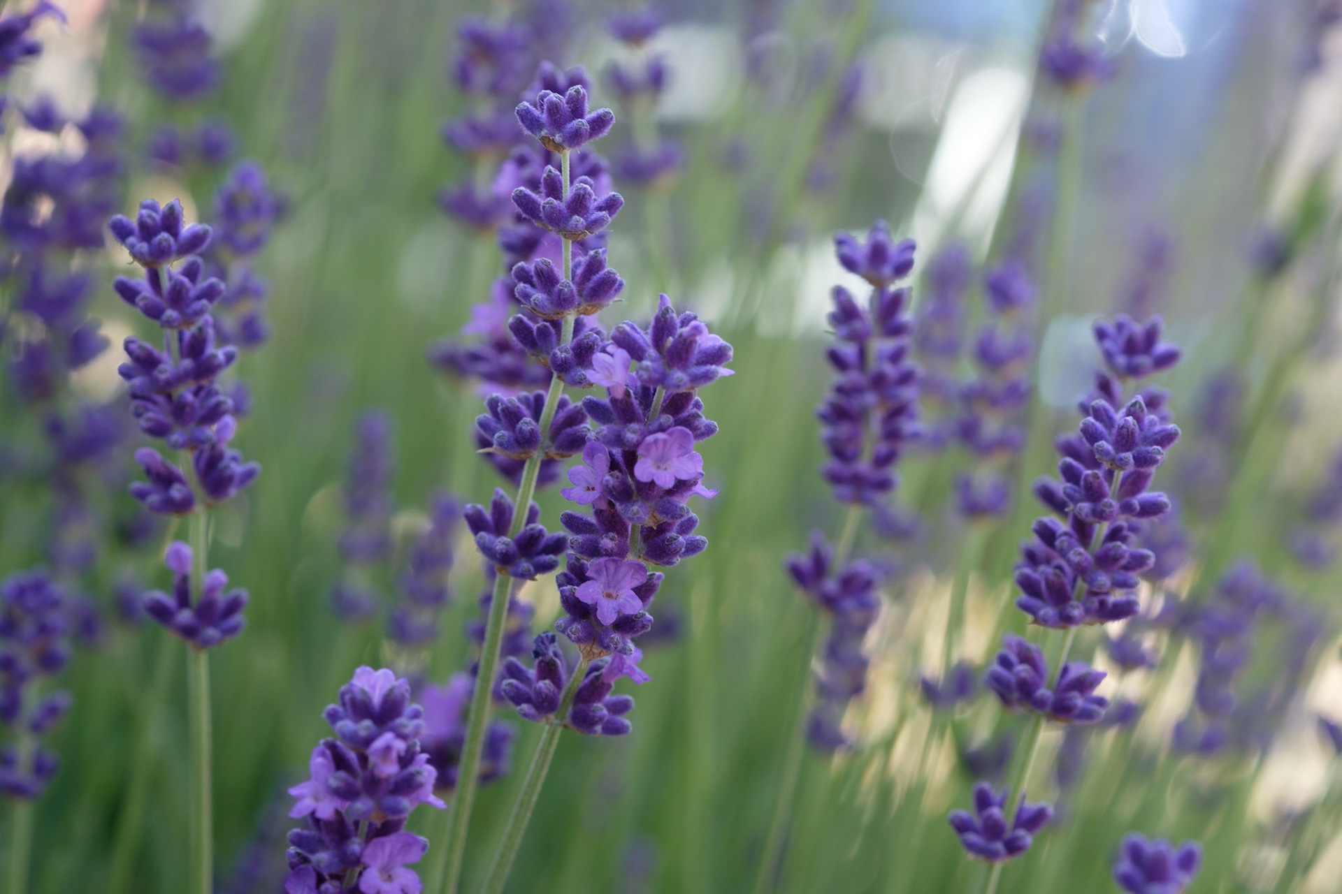 Lavender (front)