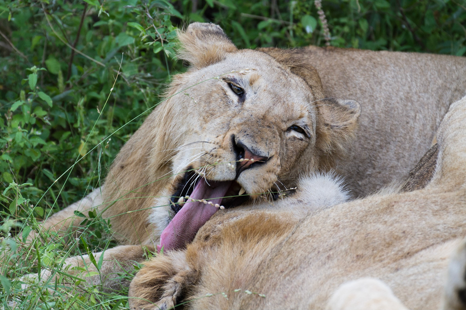 Grooming another lion