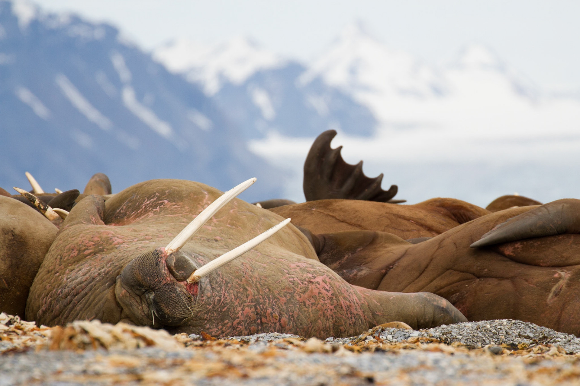 Walrus haul out at Poolepynten