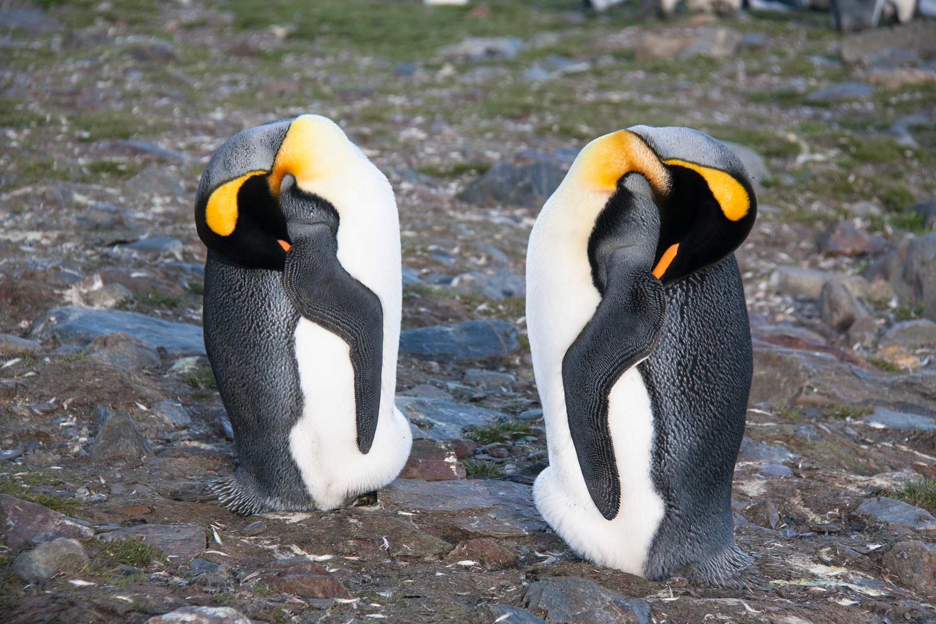 King penguins