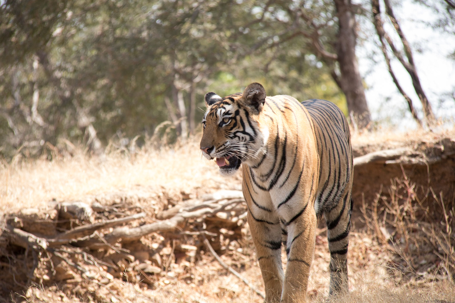 Female tiger T84 (Arrowhead), Ranthambore zone 3