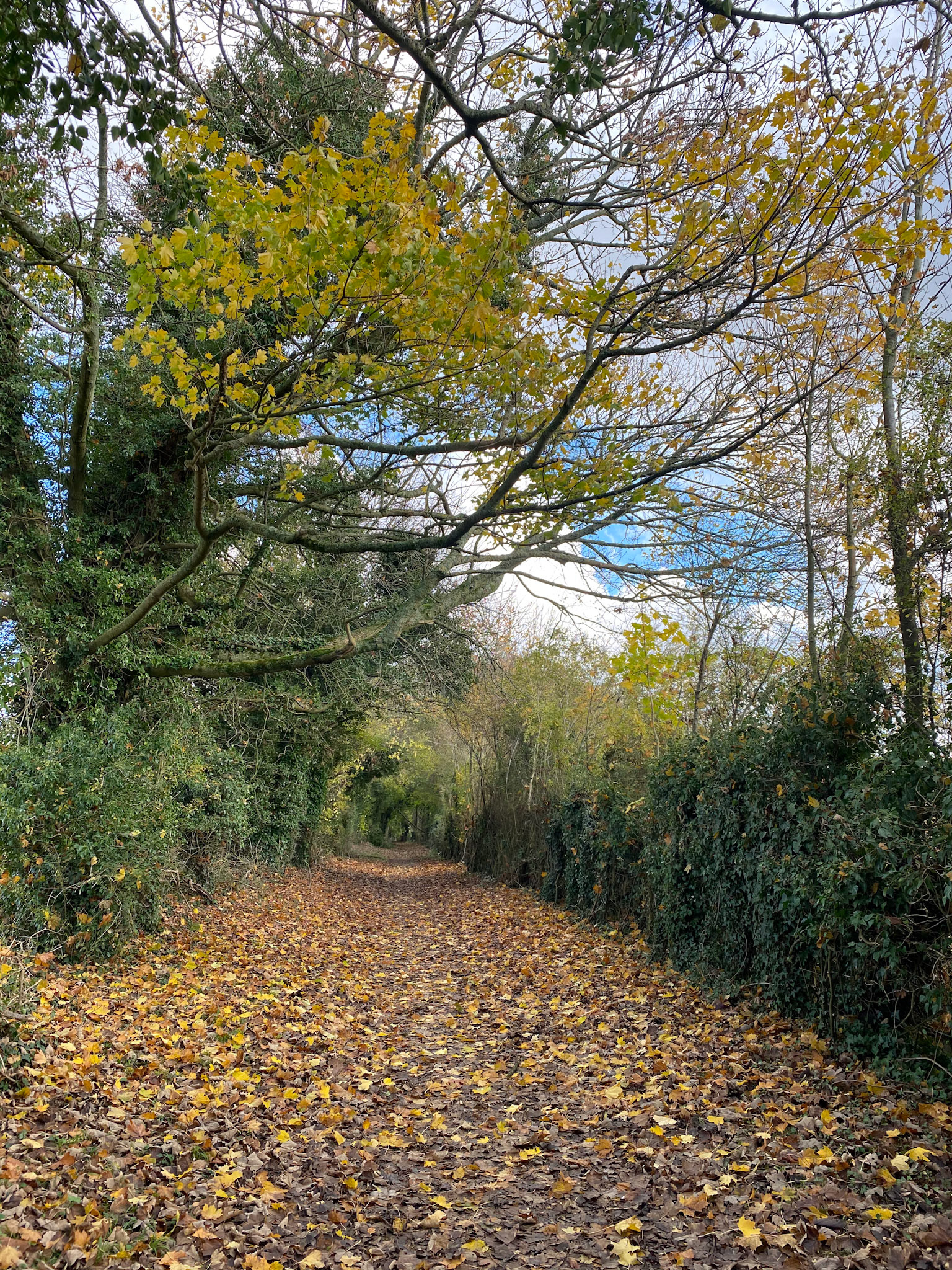 Walking through the stud farm
