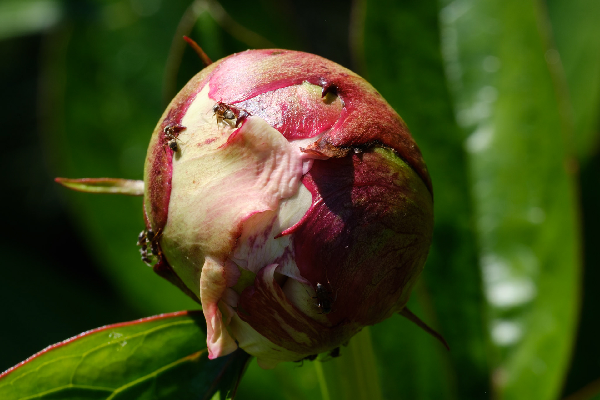 Ants on a peony bud
