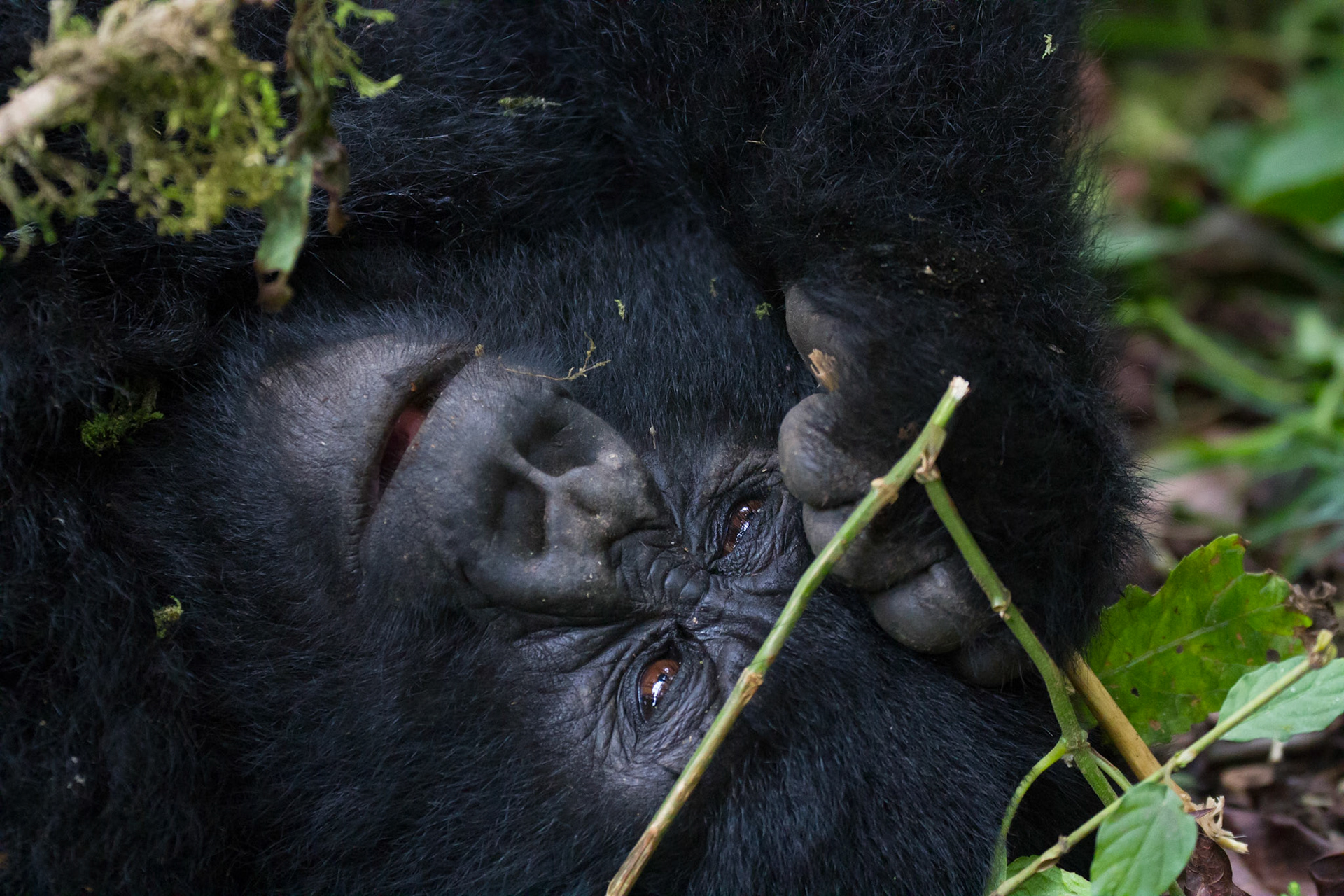 Mountain gorilla