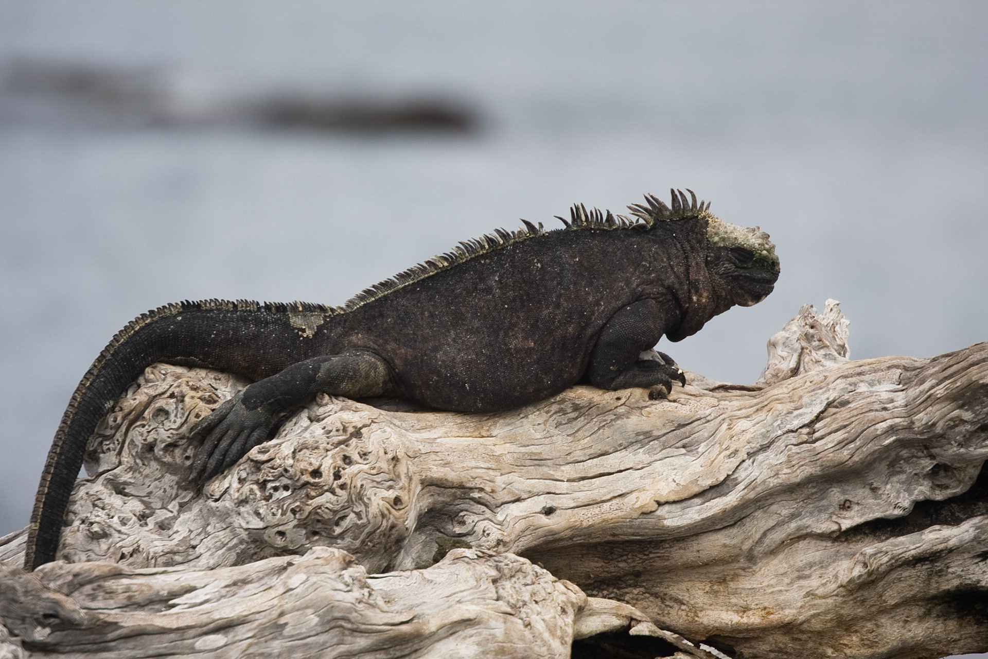 Marine iguana