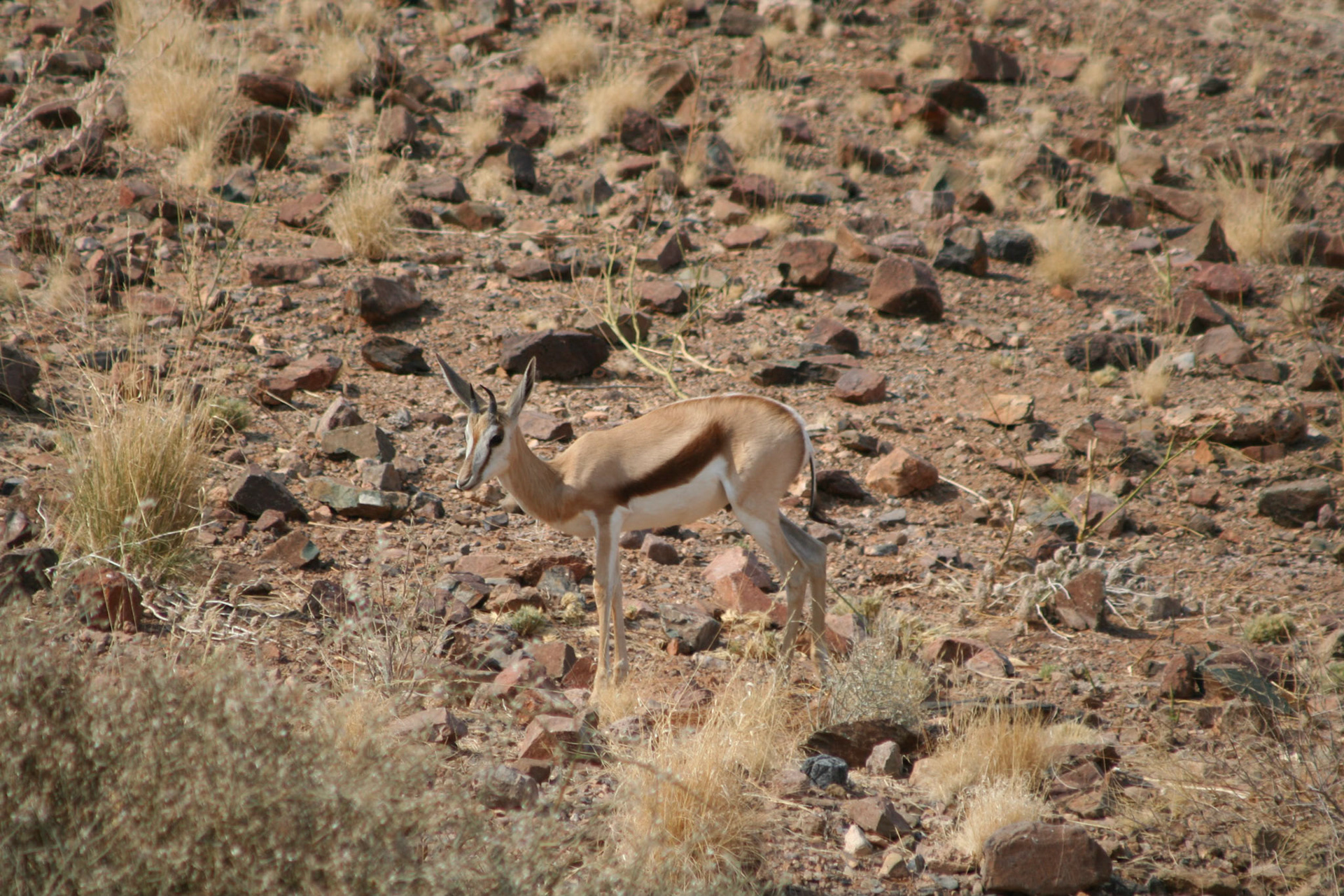 Springbok
