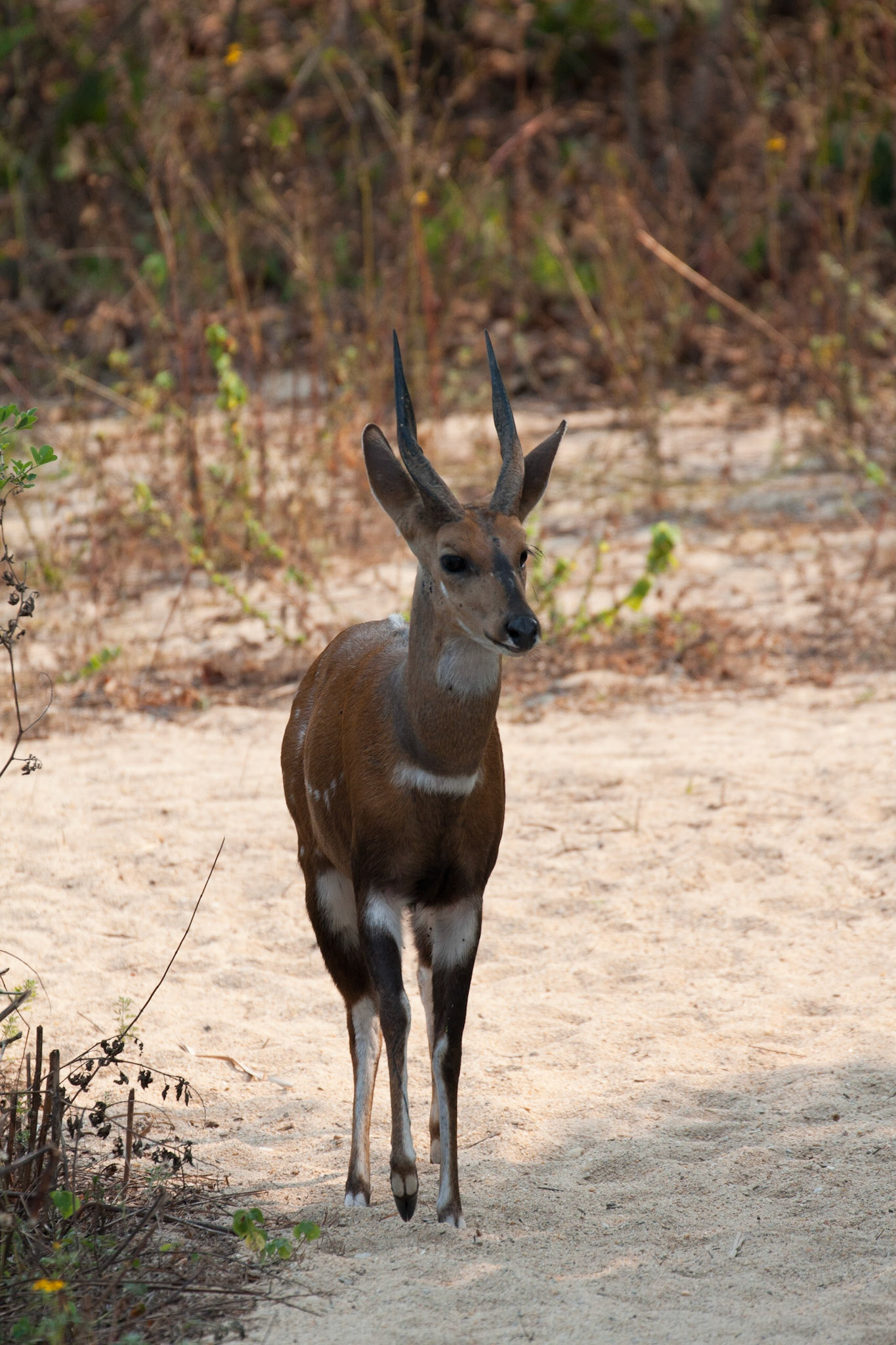 "George" bushbuck