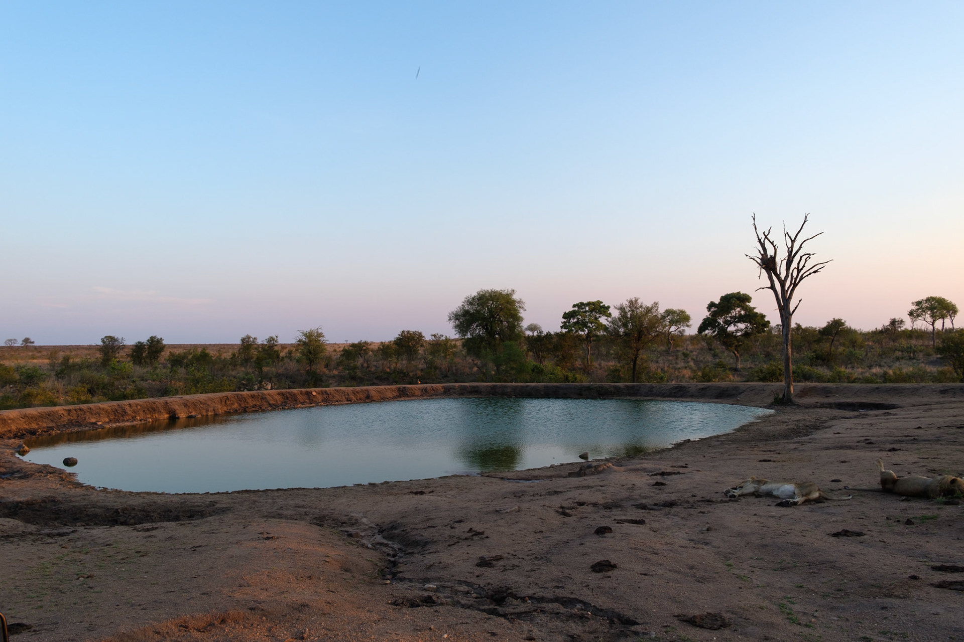 Sleeping lions at a dam
