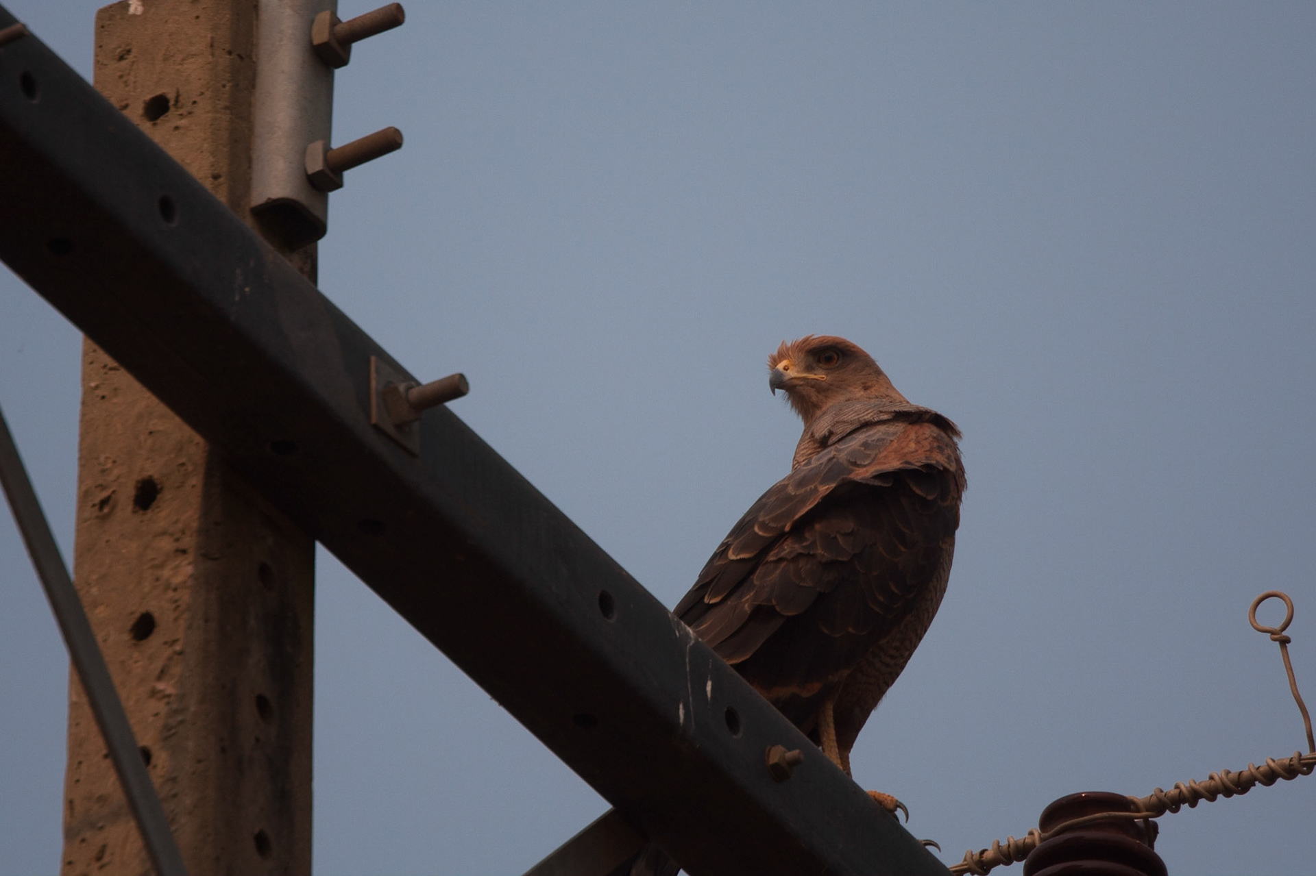 Savanna hawk