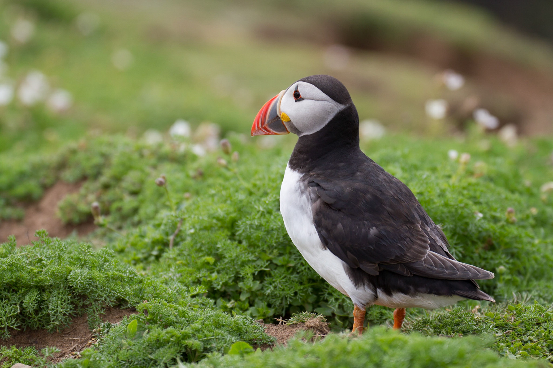 Puffin